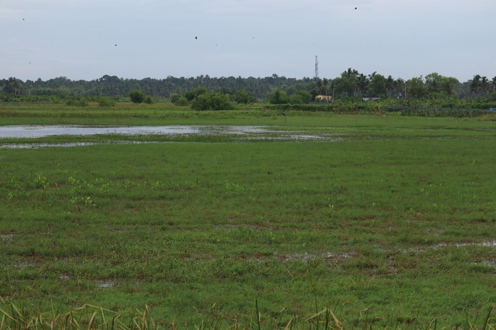 Canon EOS 250D (EOS Rebel SL3 / EOS Kiss X10 / EOS 200D II) sample photo. Kerala, green, nature photography