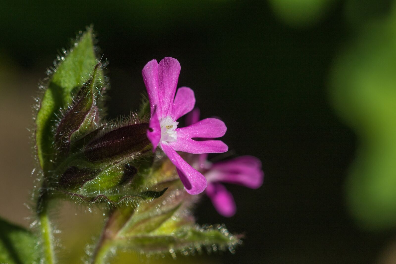 Canon EOS 7D Mark II sample photo. Red campion, dianthus, flower photography