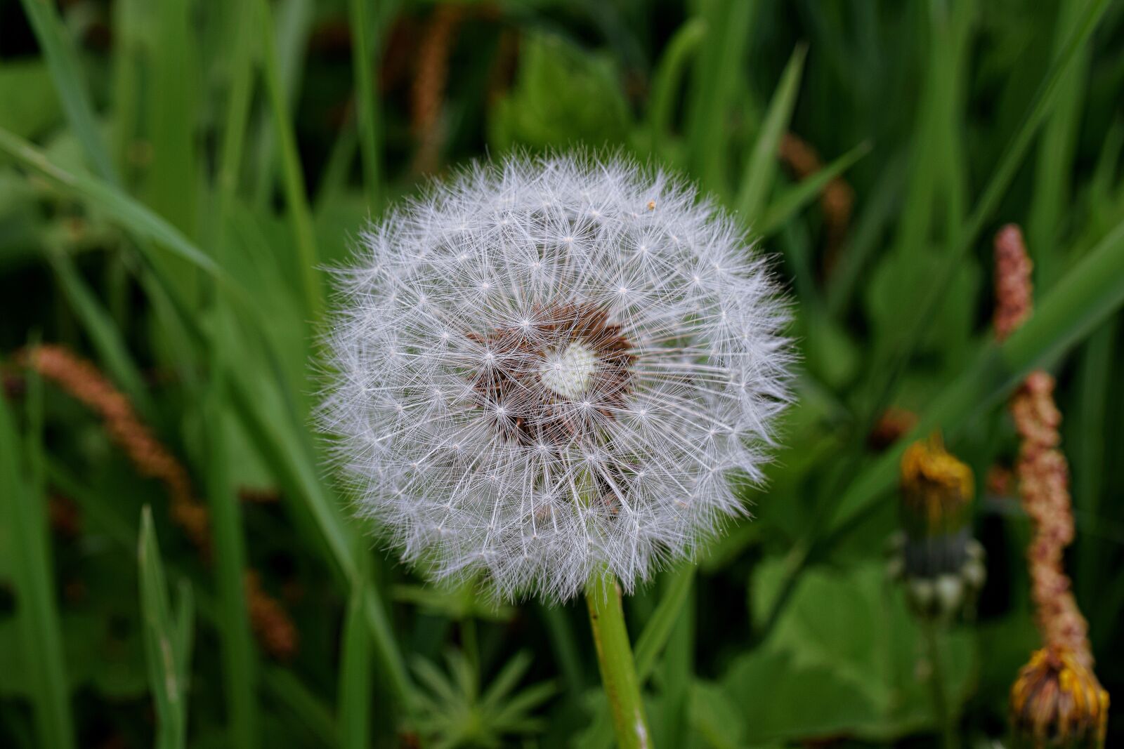 Nikon D5300 sample photo. Dandelion, macro, common dandelion photography