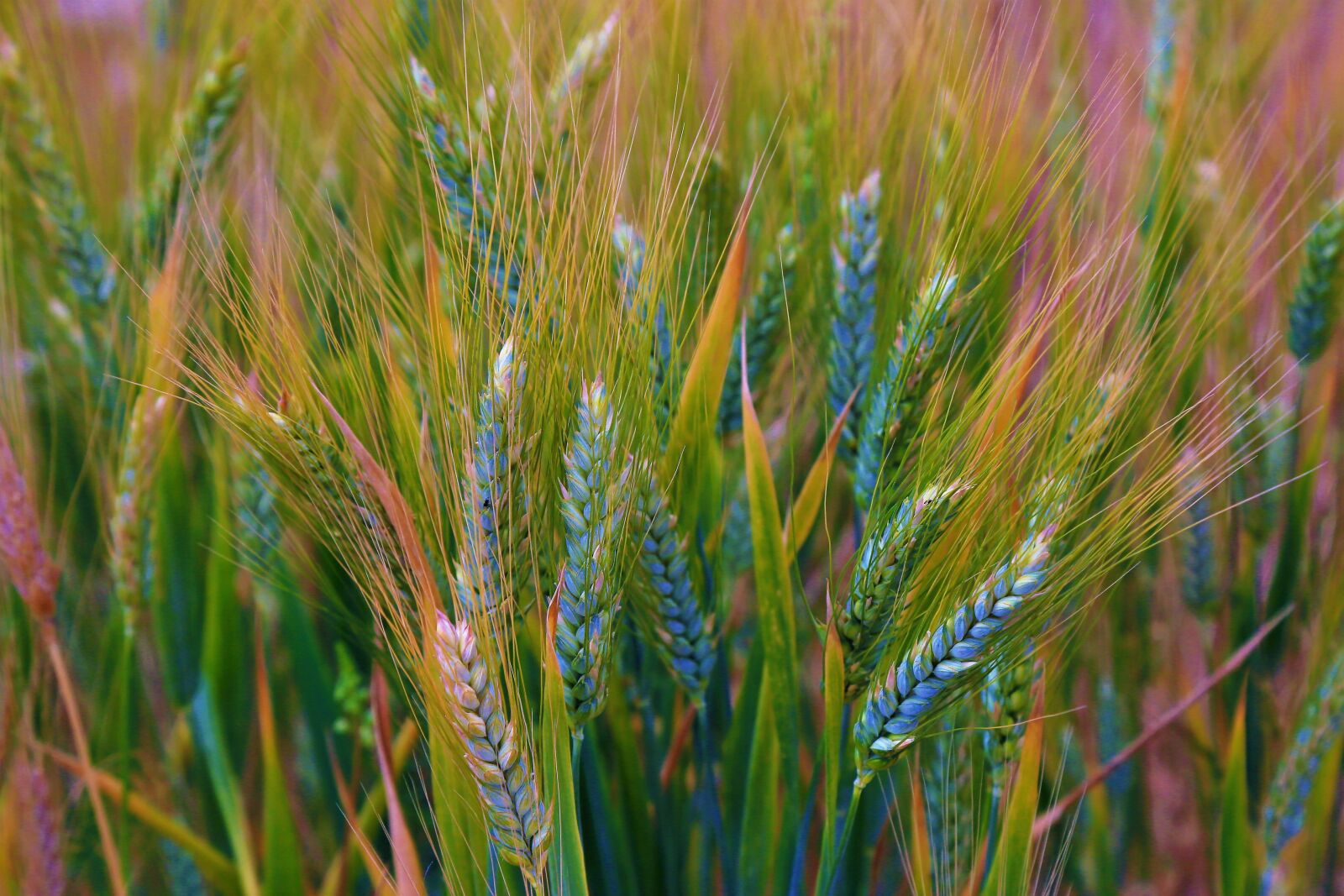 Canon EF 24-105mm F4L IS USM sample photo. Virgos, grain, plant photography