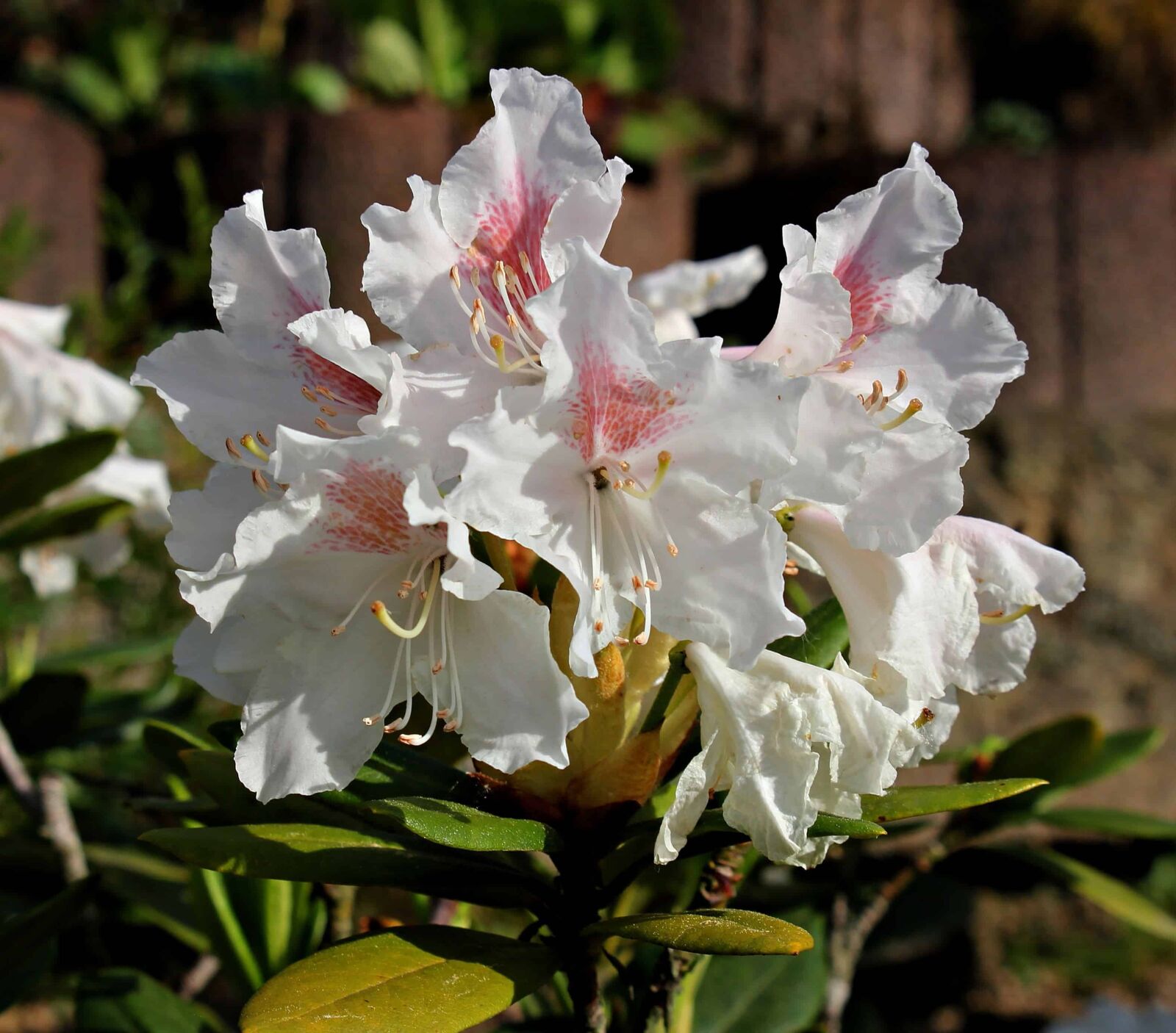 Canon EOS 550D (EOS Rebel T2i / EOS Kiss X4) sample photo. Garden, leaf, flower, nature photography