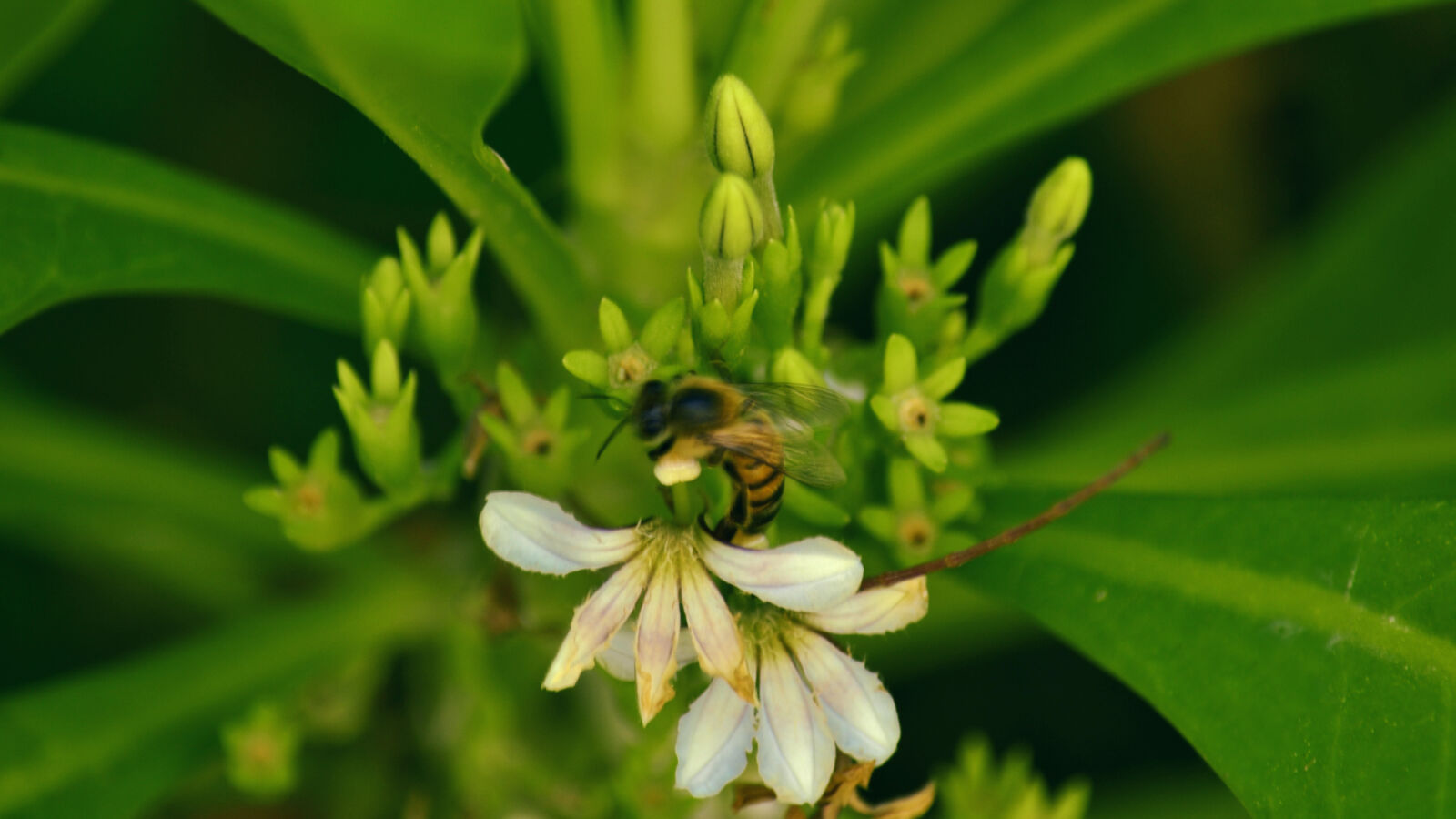 Nikon D3100 sample photo. Bee, plant photography