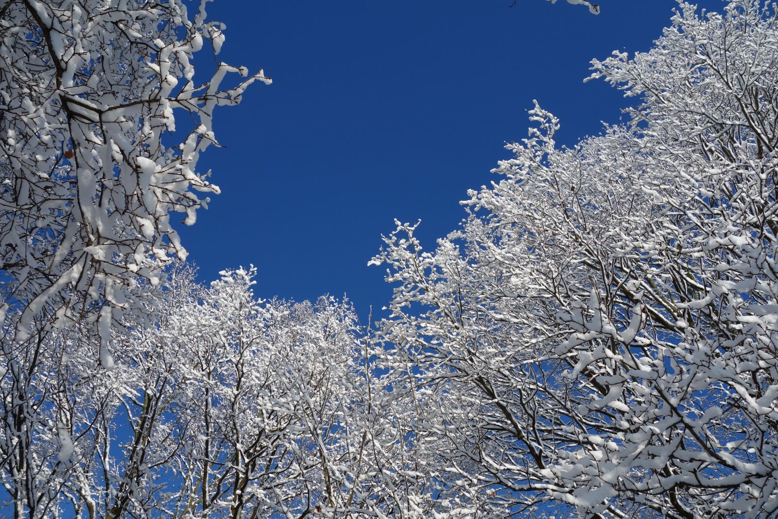 Sony Cyber-shot DSC-RX100 sample photo. Snow, winter, trees photography