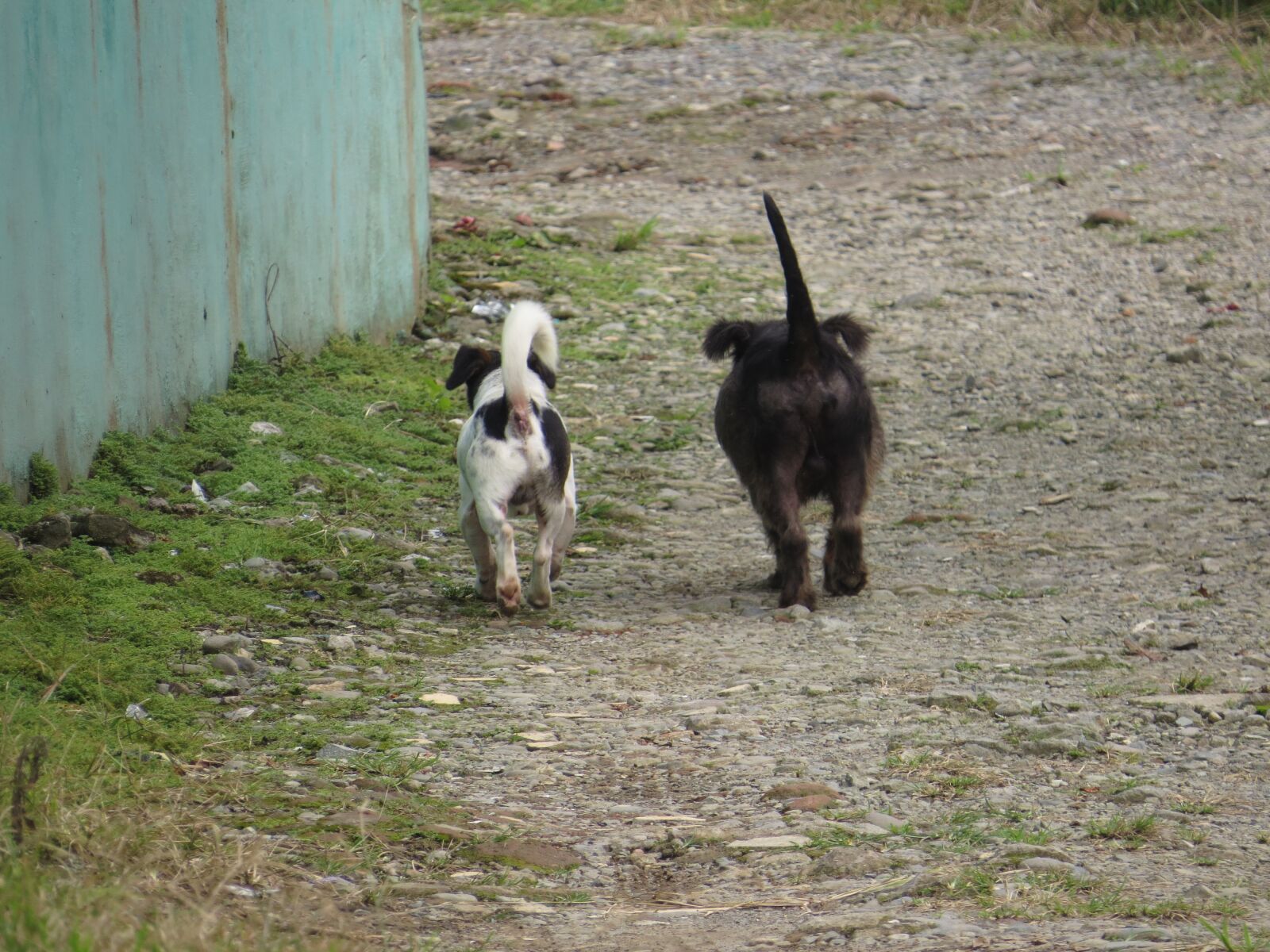 Canon PowerShot SX50 HS sample photo. Animals, of the, field photography