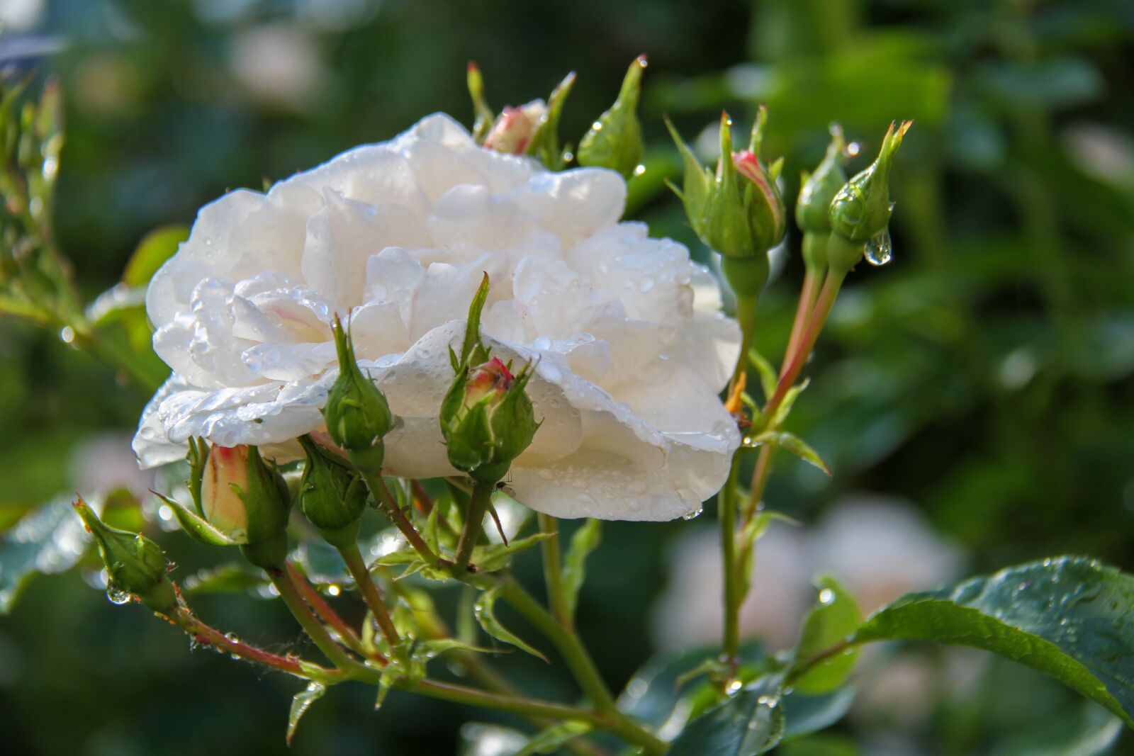 Canon EOS 7D sample photo. Pink, rain, spring photography