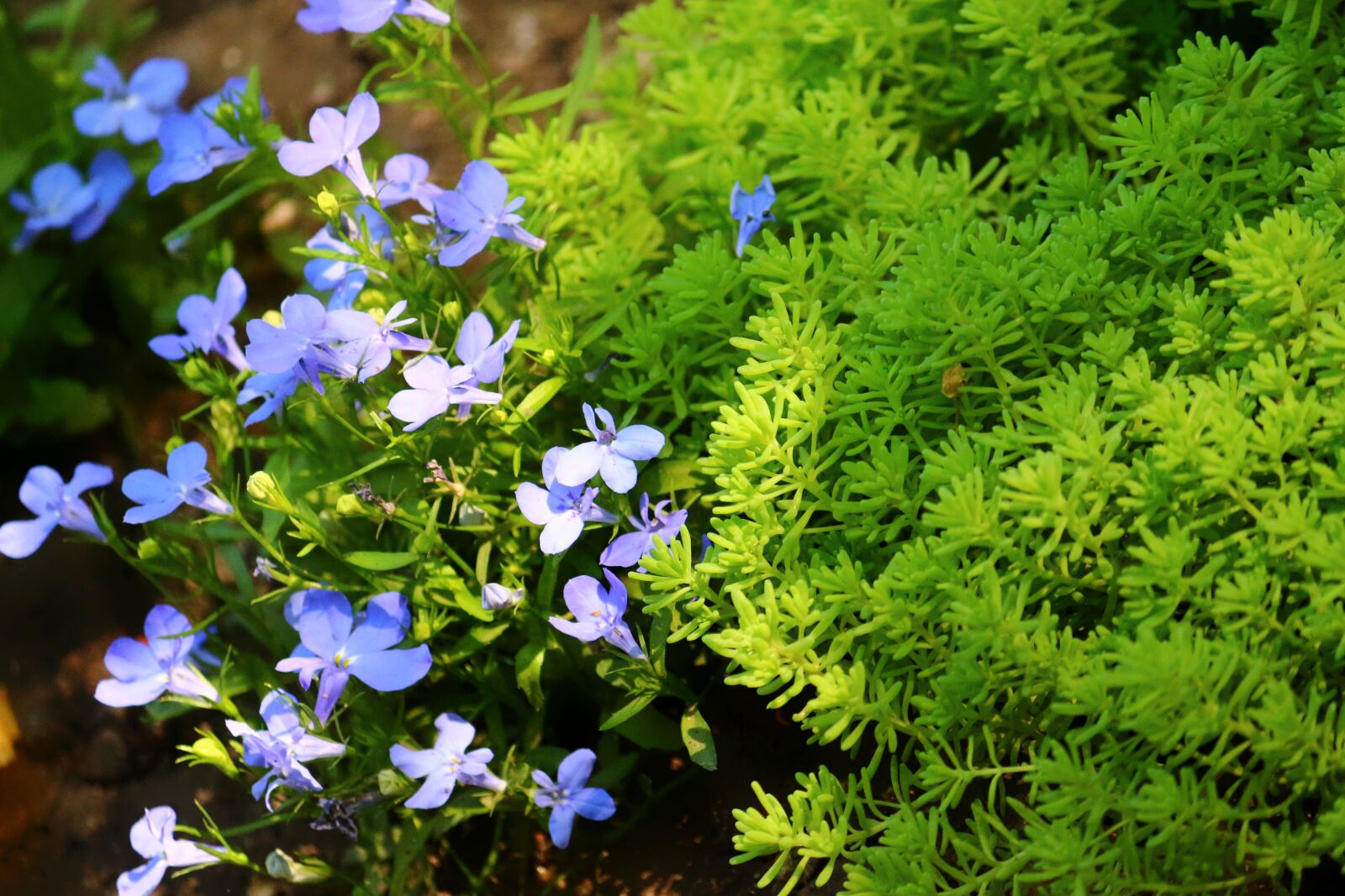 Canon EOS 650D (EOS Rebel T4i / EOS Kiss X6i) + Canon EF-S 55-250mm F4-5.6 IS II sample photo. Krupnyj plan, moss, flowers photography