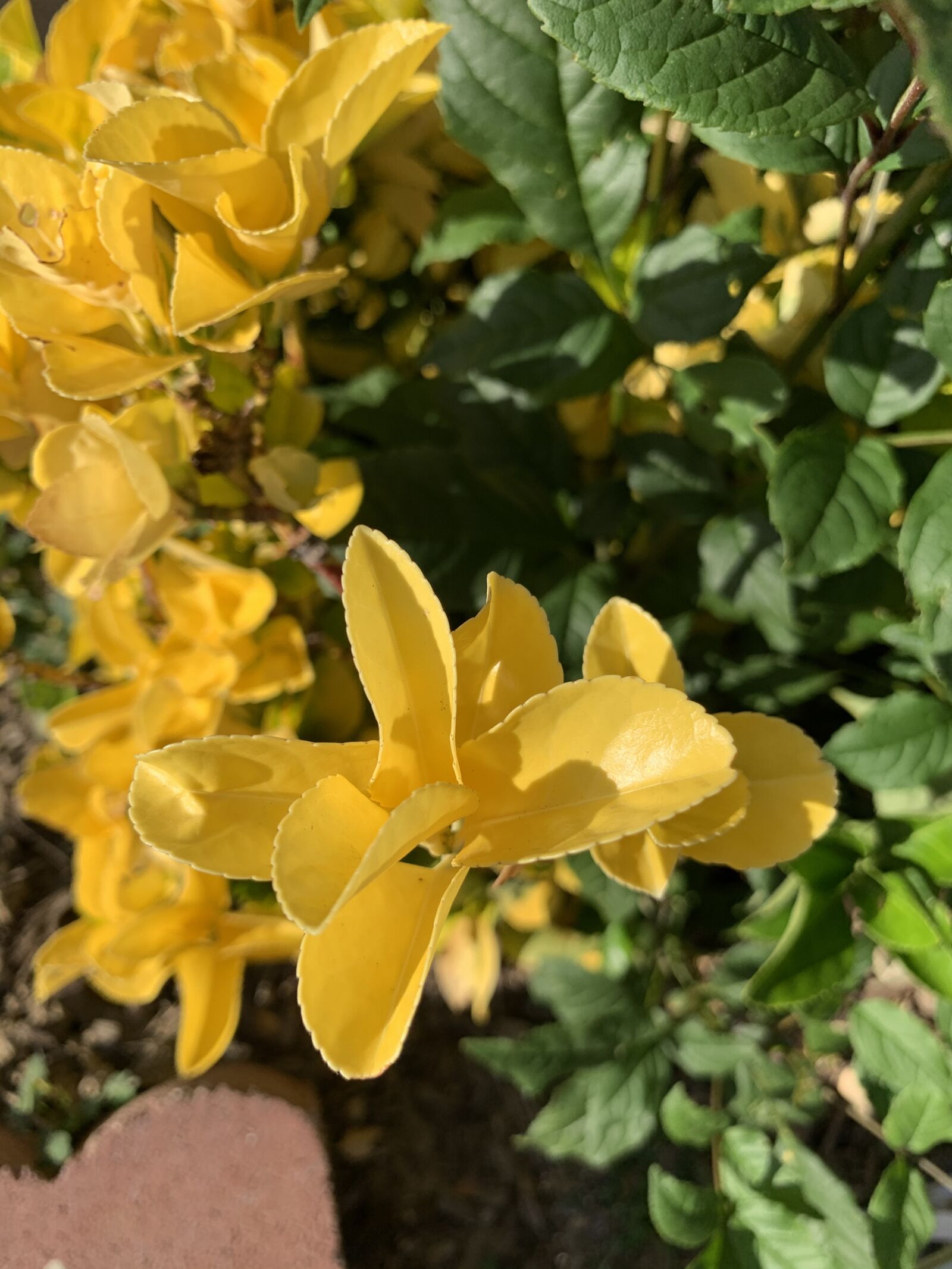 Apple iPhone XS Max sample photo. Yellow succubus, yellow, flower photography