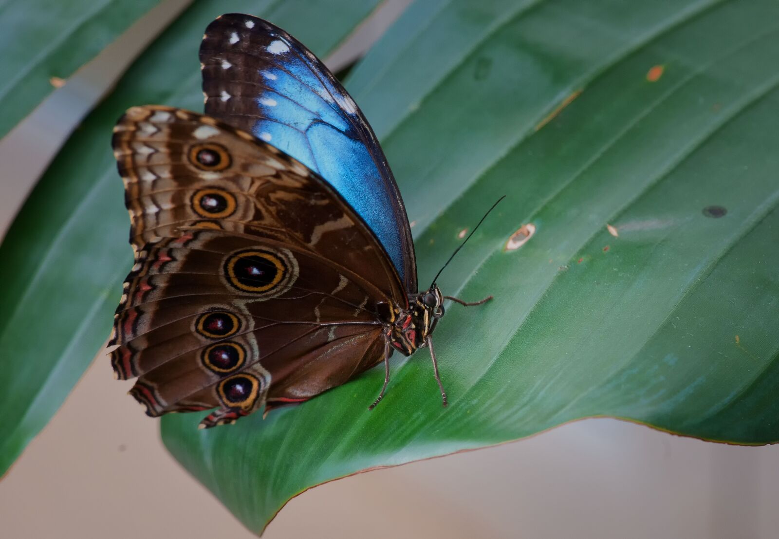 Nikon D3X sample photo. Nature, butterfly, insect photography