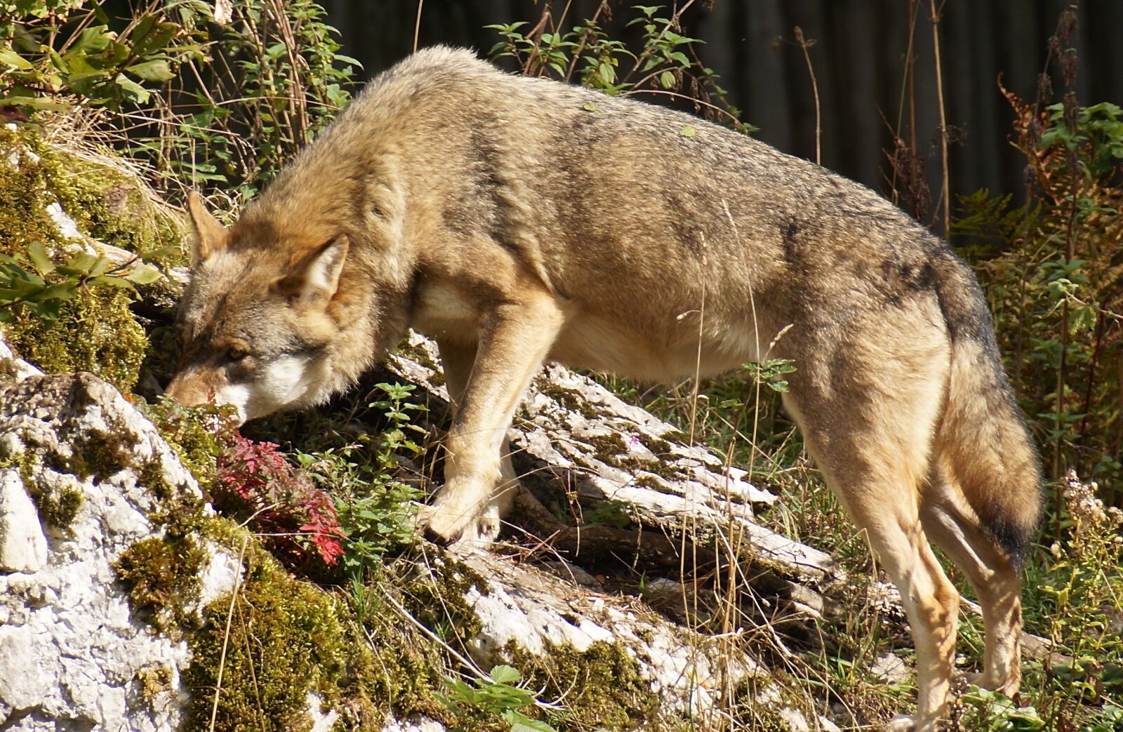 Sony SLT-A57 + Sony DT 18-250mm F3.5-6.3 sample photo. Wolf, wild animal, wildlife photography