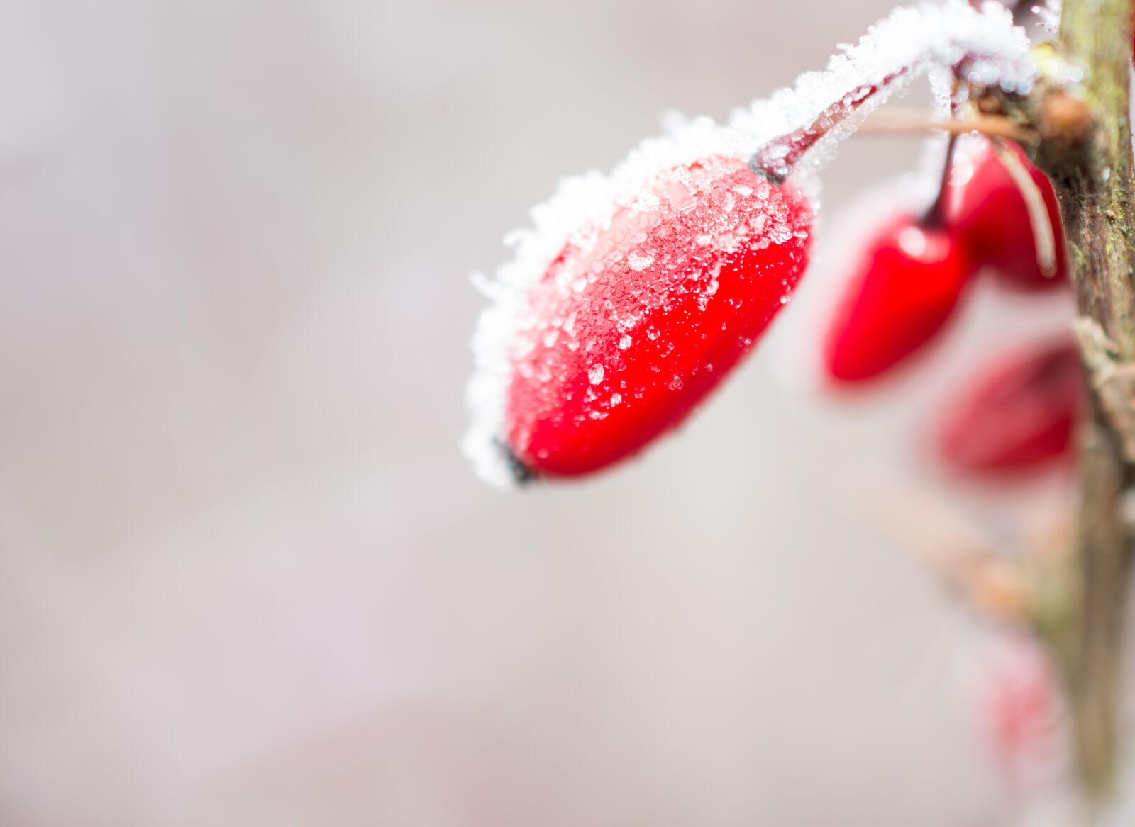 Nikon D7200 sample photo. Nature, fruit, red photography