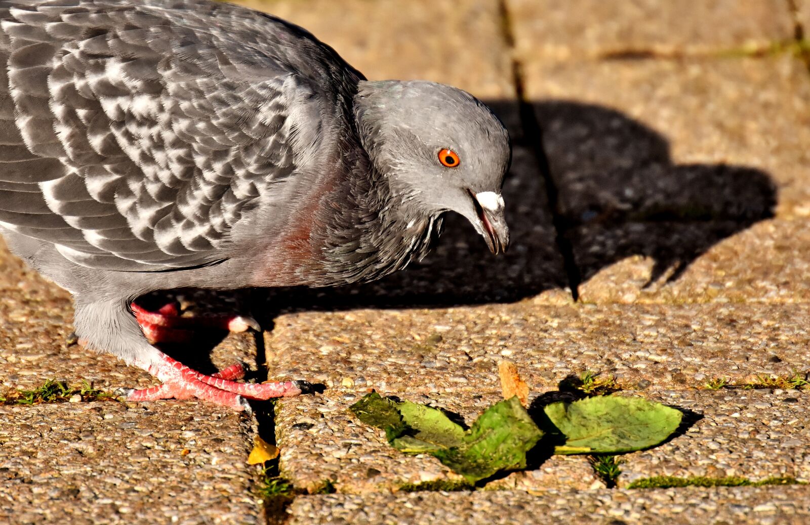 Nikon D7200 sample photo. City pigeon, foraging, dove photography