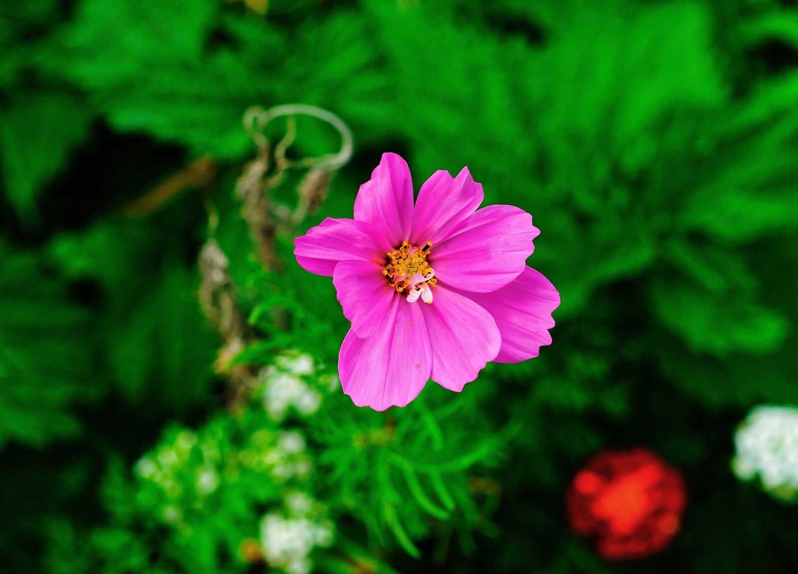 Sony Alpha DSLR-A900 sample photo. Blossom, bloom, purple photography
