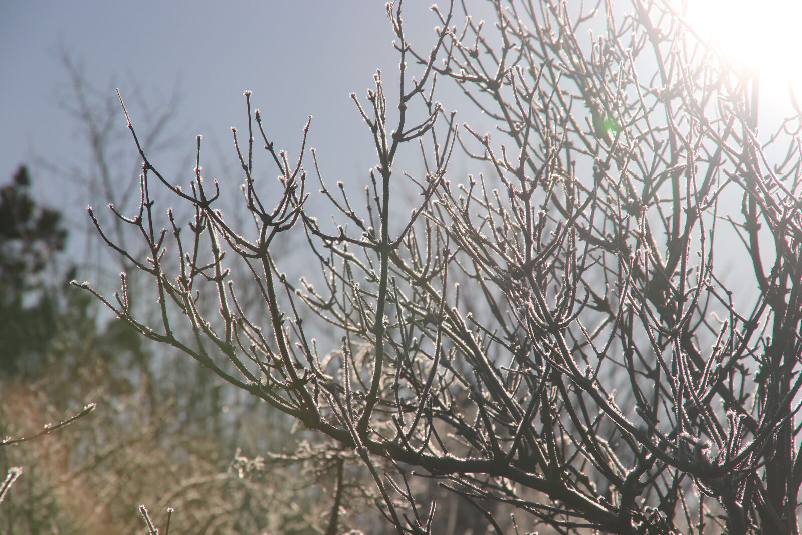 Canon EOS 200D (EOS Rebel SL2 / EOS Kiss X9) sample photo. Tree, nature, branch photography