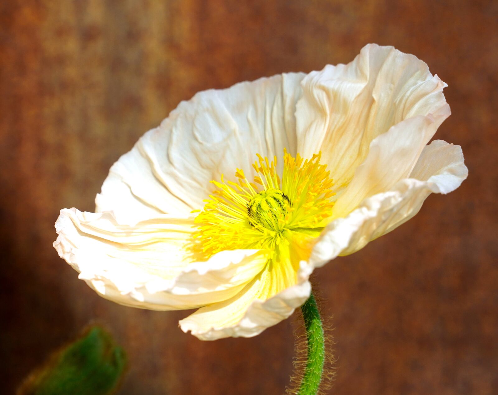 Sony E PZ 18-105mm F4 G OSS sample photo. Flower, blossom, bloom photography