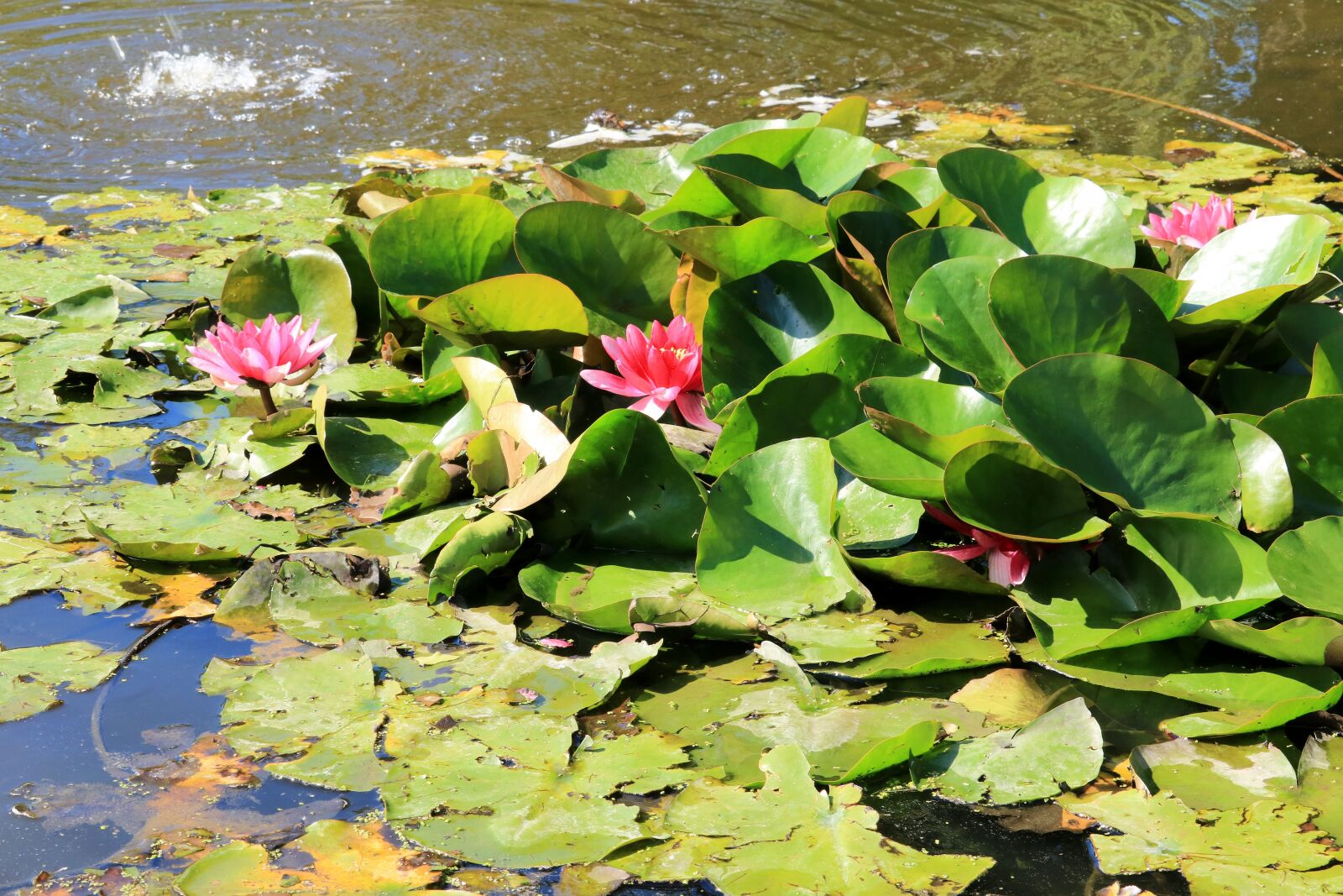 Canon EOS 750D (EOS Rebel T6i / EOS Kiss X8i) + Canon EF-S 55-250mm F4-5.6 IS STM sample photo. Water lily, pond, w photography