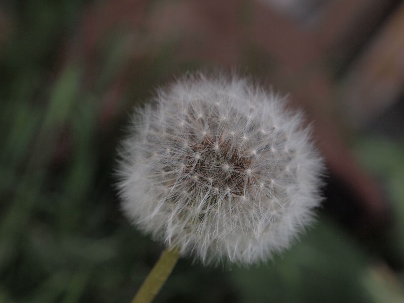 Olympus PEN E-PL1 sample photo. Dandelion, garden, meadow photography