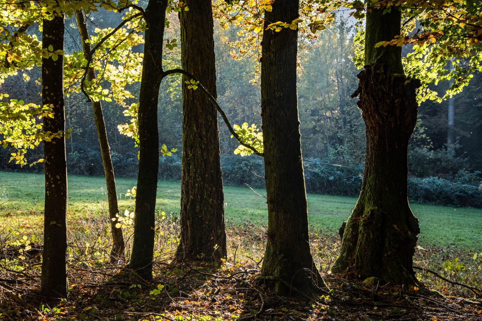 Nikon D7200 sample photo. Trees, against the light photography