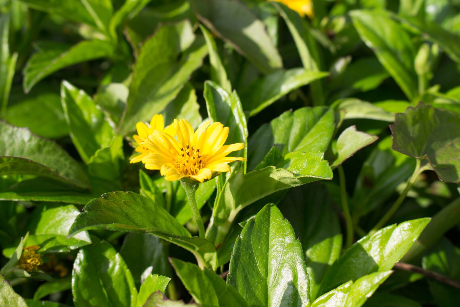 Canon EOS 700D (EOS Rebel T5i / EOS Kiss X7i) sample photo. Flowers, nature, flower photography