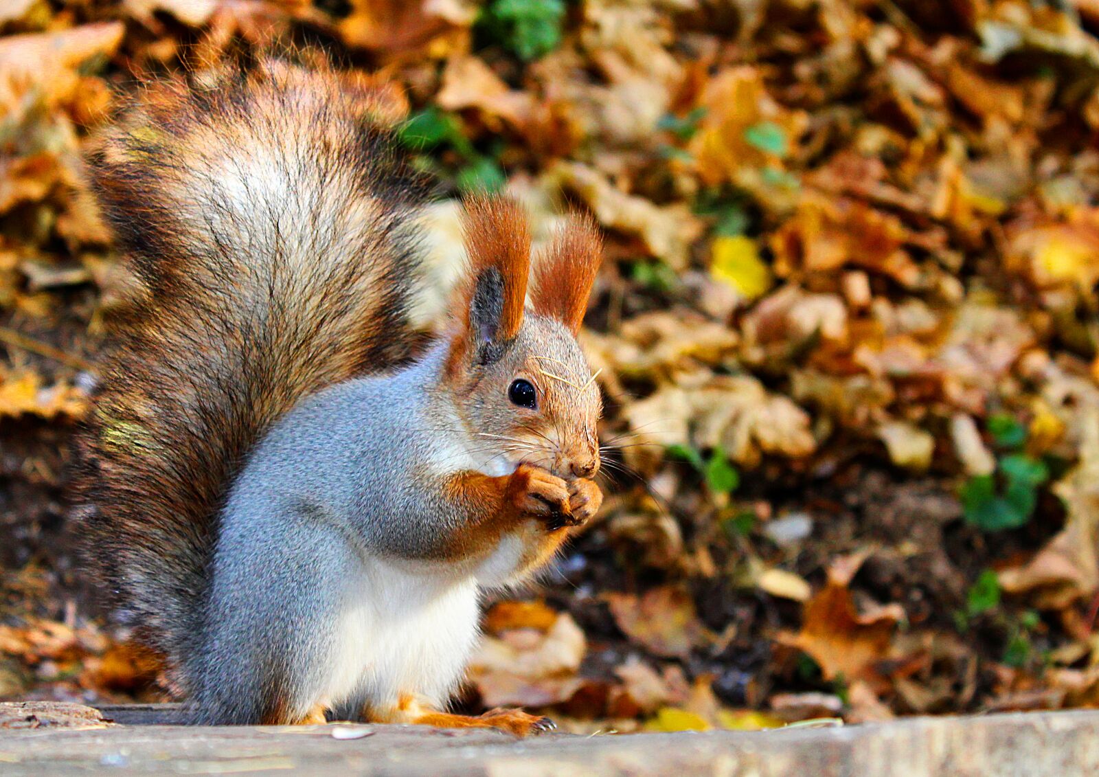 Canon EOS 1200D (EOS Rebel T5 / EOS Kiss X70 / EOS Hi) sample photo. Squirrel, rodent, animals photography