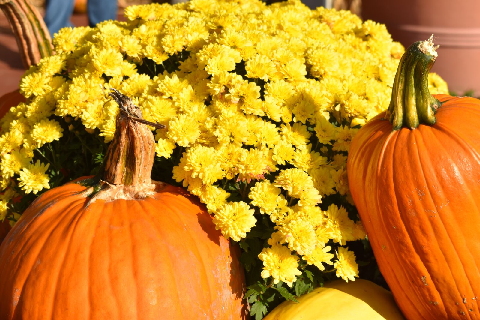 Nikon D3400 sample photo. Fall, pumpkin, mum photography