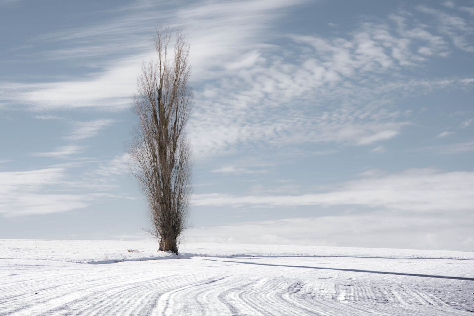 Nikon D7200 sample photo. Poplar, tree, nature photography