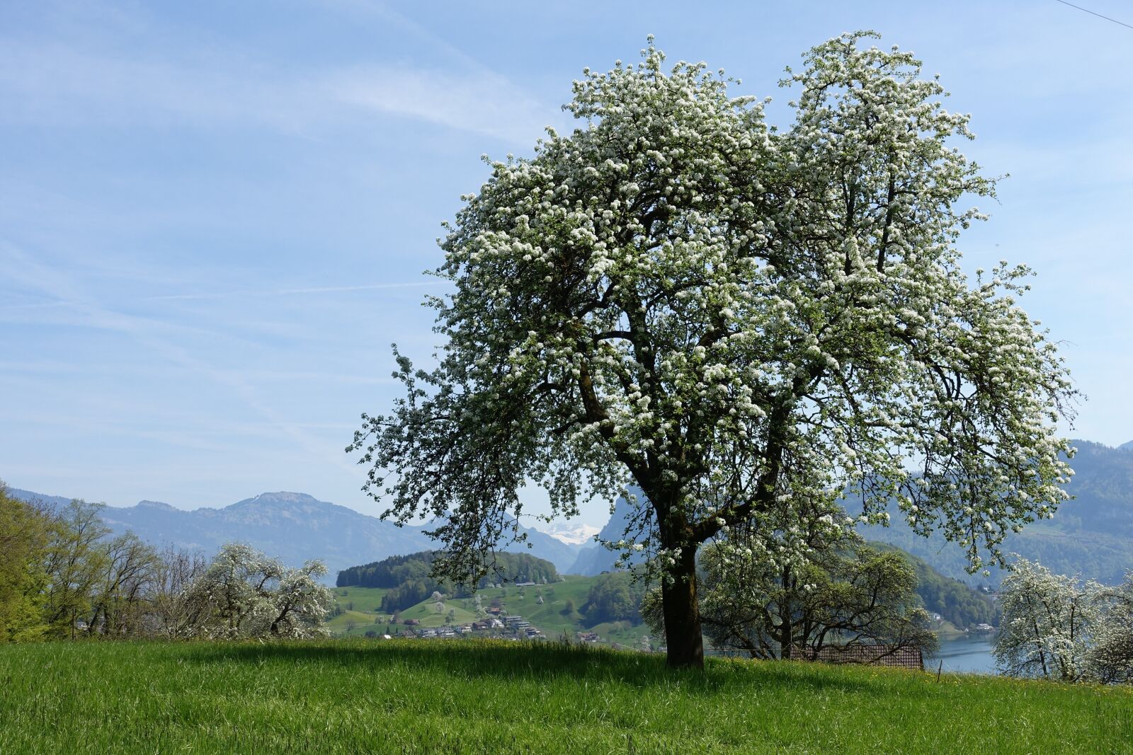 Sony Cyber-shot DSC-RX100 III sample photo. Tree, landscape, lake photography