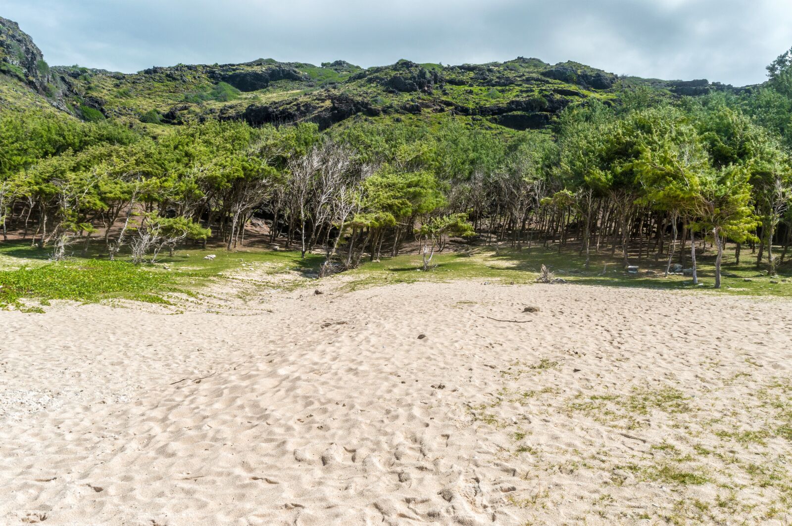 Nikon D3200 sample photo. Sand, beach, trees photography