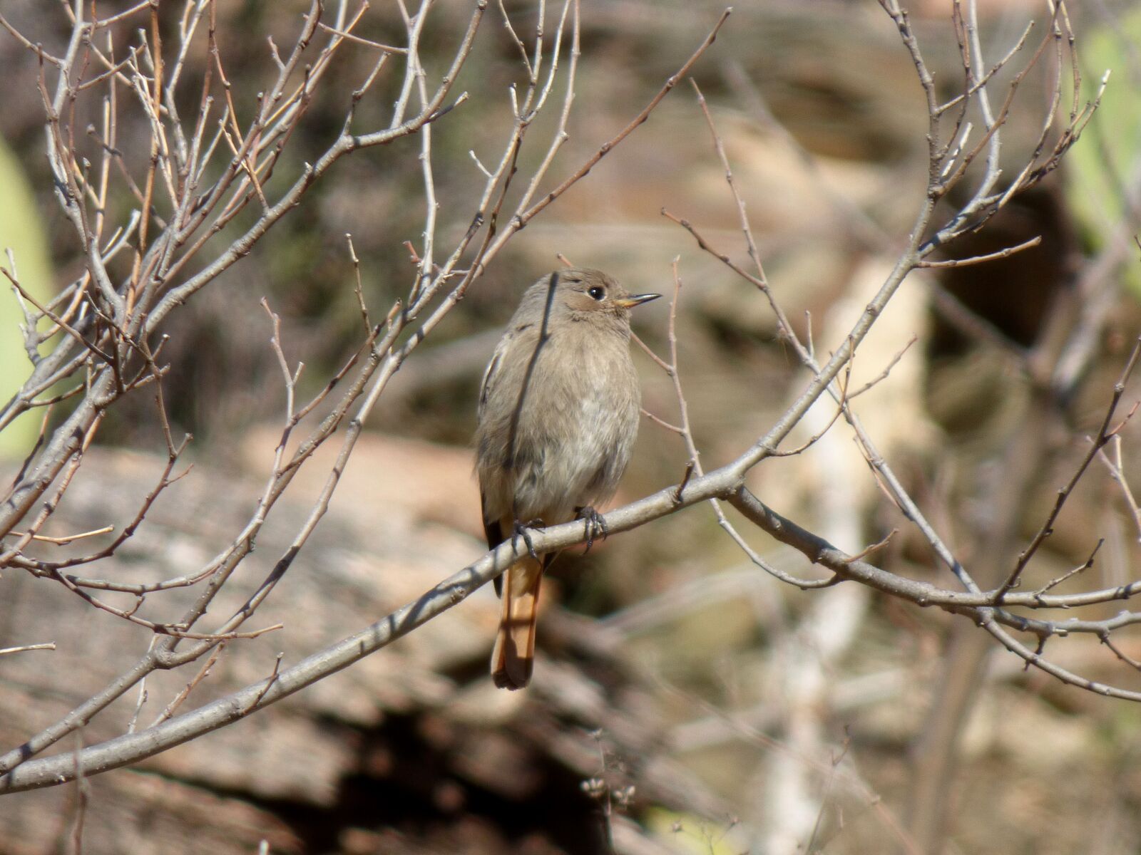 Panasonic Lumix DMC-FZ70 sample photo. Black redstart, smoked cotxa photography