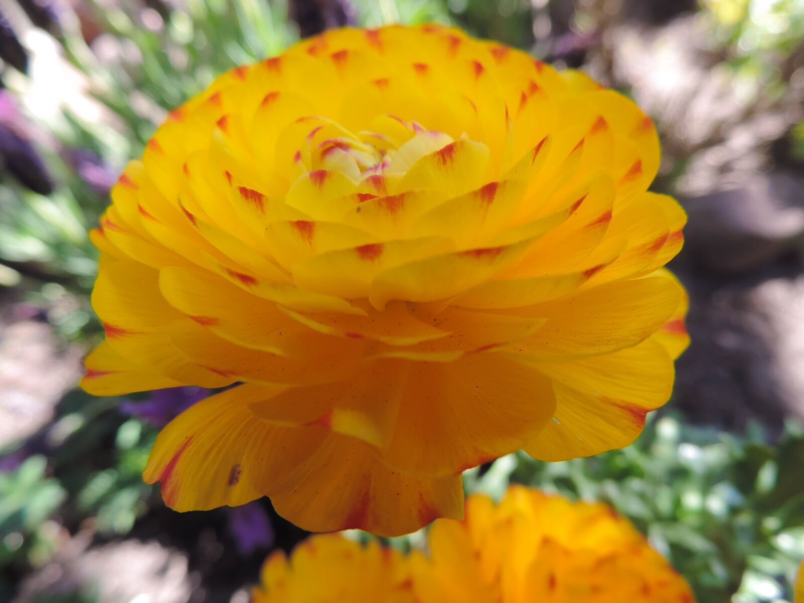 Nikon Coolpix P520 sample photo. Ranunkeln, blossom, bloom photography