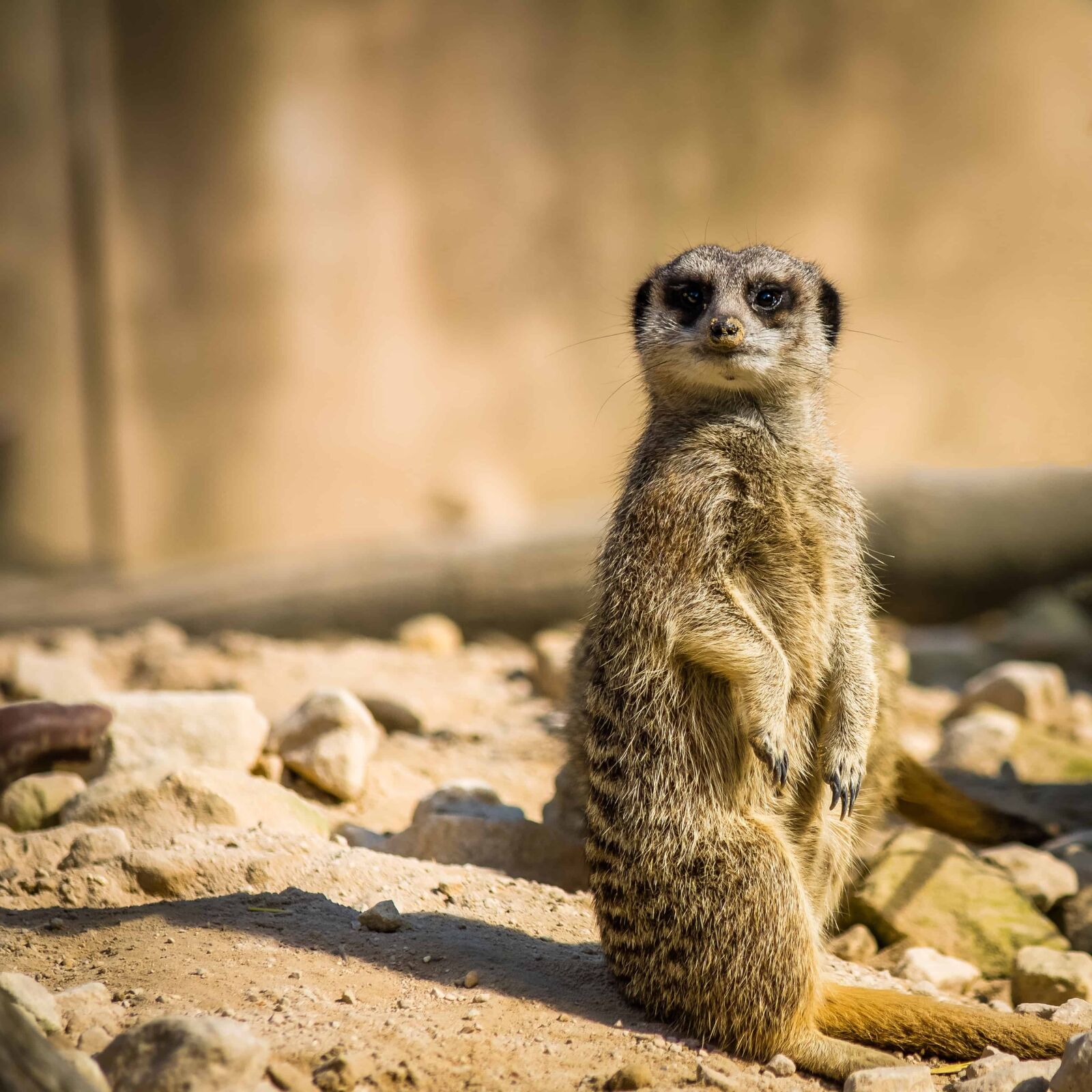 Nikon D7100 sample photo. Animal, wildlife, nature, wild photography