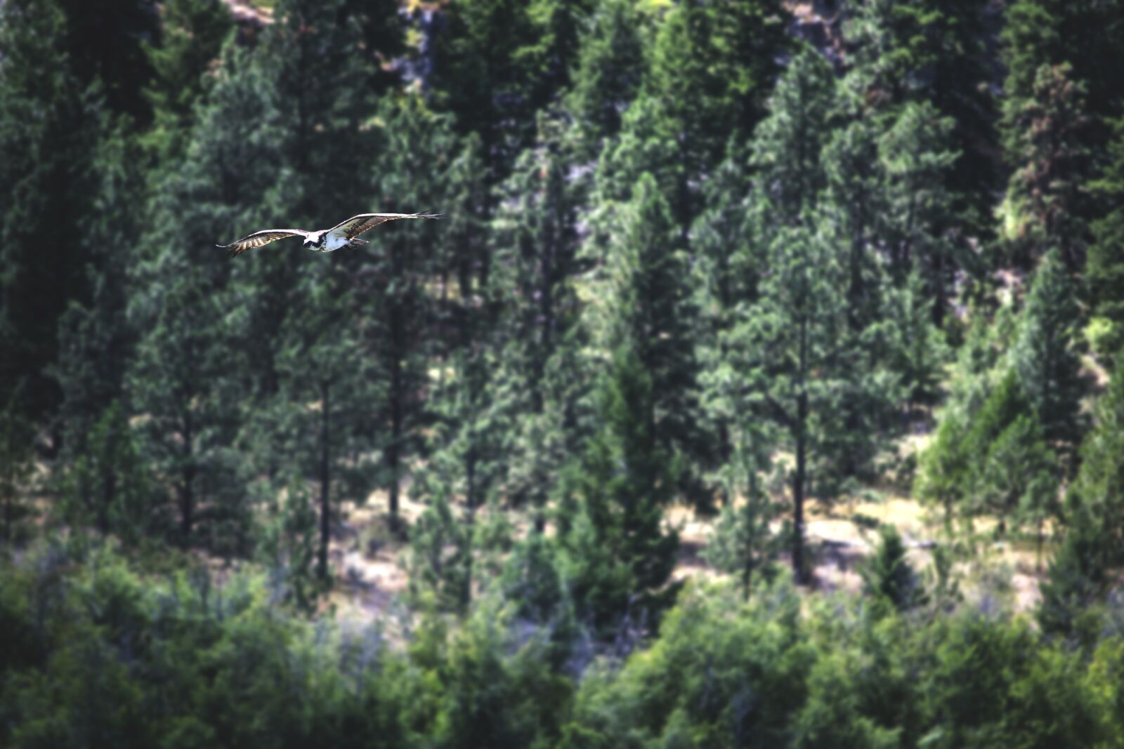Nikon D3100 sample photo. Bird, osprey, raptor photography