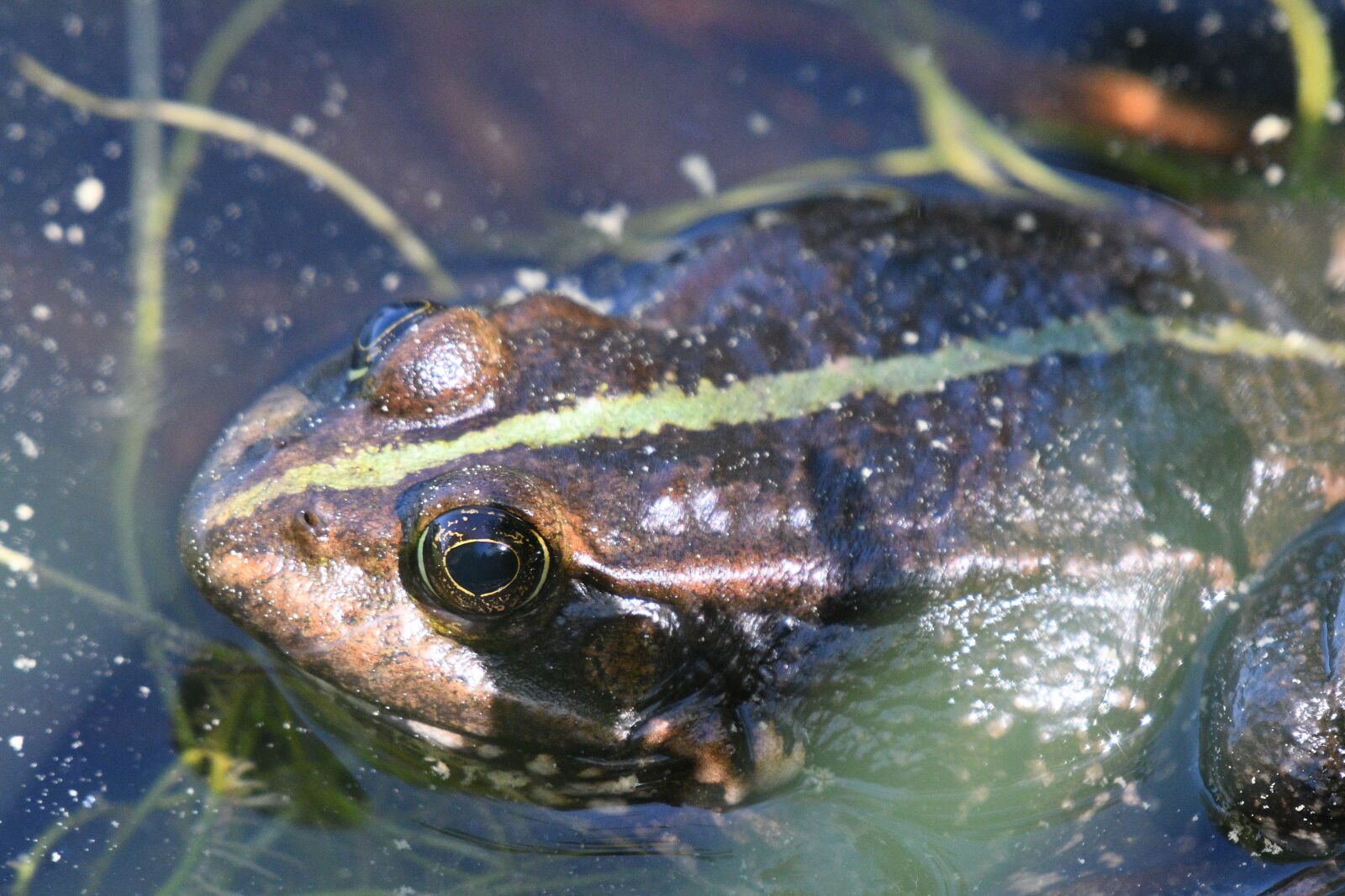 Nikon D500 sample photo. Nature, amphibian, animal photography