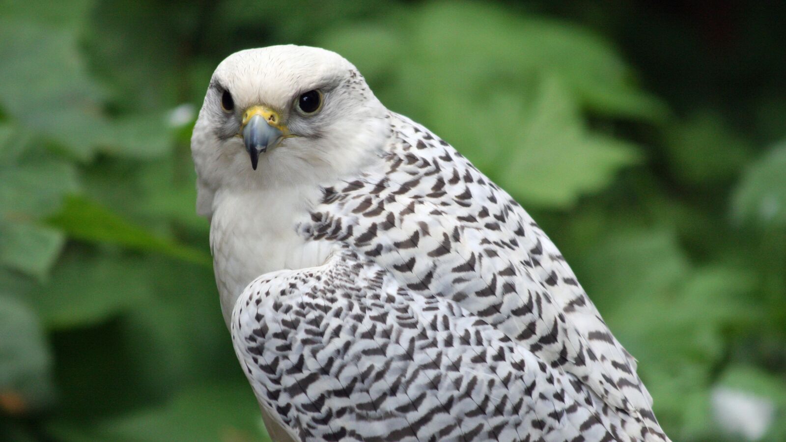Canon EOS 40D sample photo. Gyrfalcon, white, plumage photography