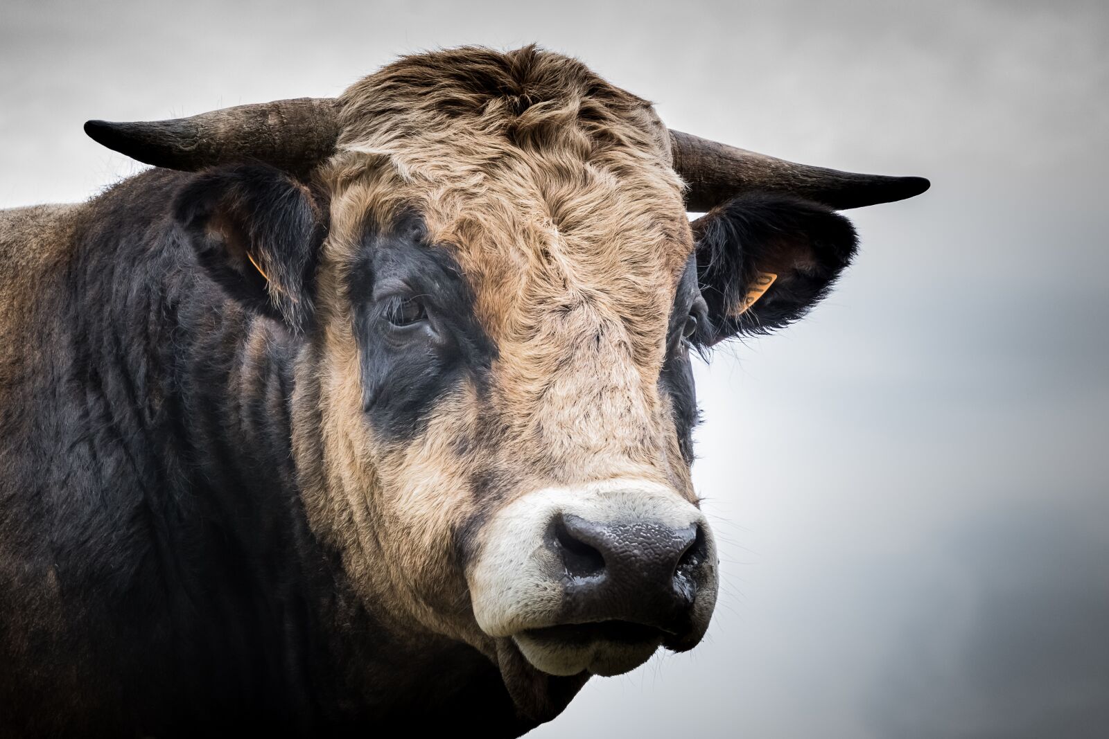 Nikon D7100 sample photo. Animal, cattle, mammal photography