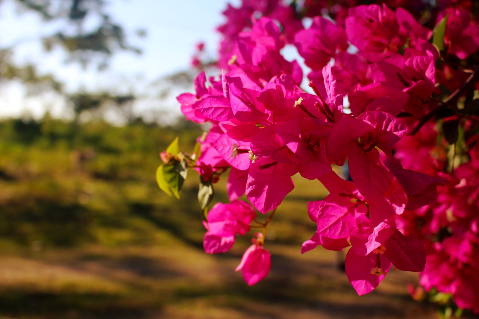 Canon EOS 700D (EOS Rebel T5i / EOS Kiss X7i) sample photo. Flowers, fuchsia, garden photography