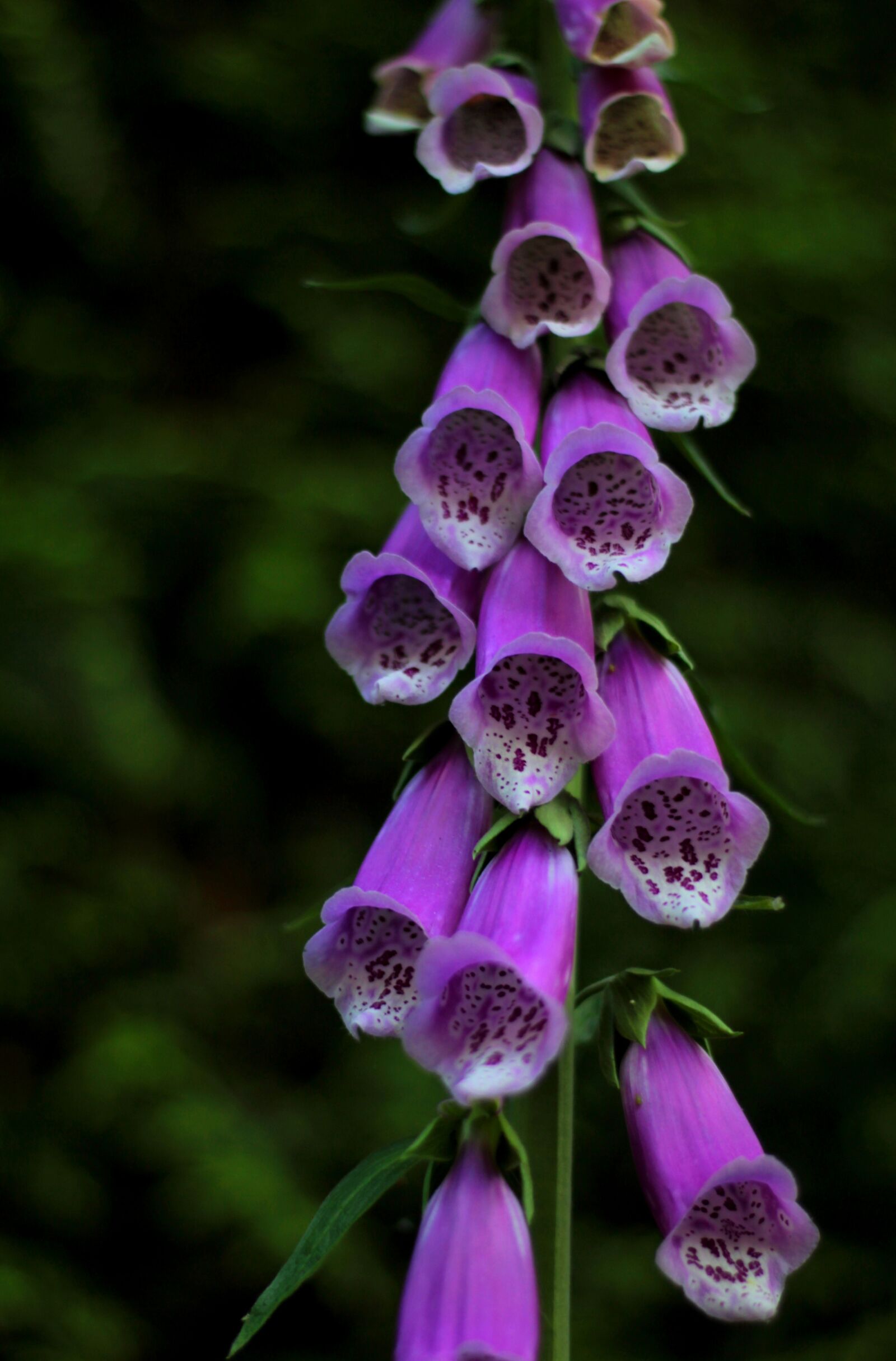 Canon EOS 600D (Rebel EOS T3i / EOS Kiss X5) + Canon EF 50mm F1.8 STM sample photo. Digitalis, foxglove, toxic photography