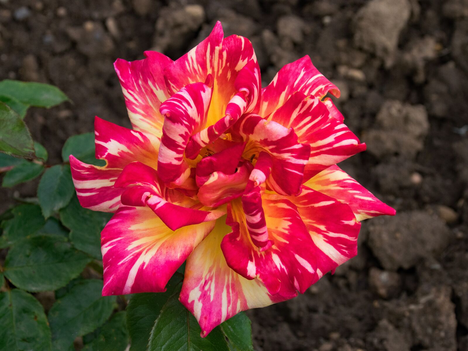 Nikon D5300 sample photo. Rose, harry wheatcroft, caribia photography