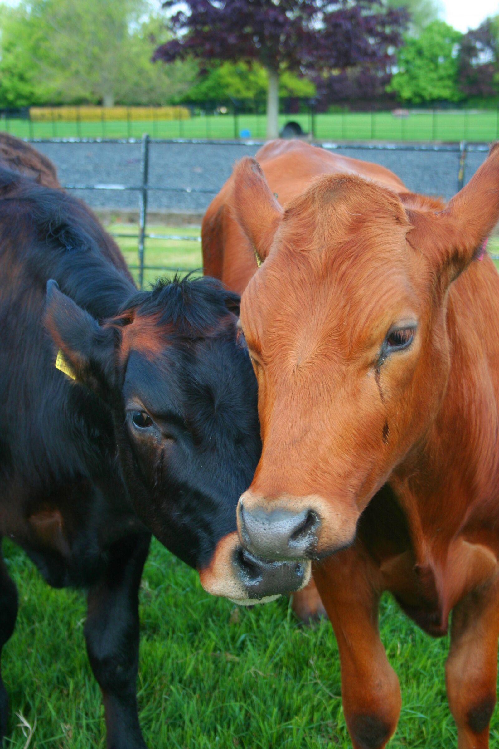 Canon EOS 350D (EOS Digital Rebel XT / EOS Kiss Digital N) sample photo. Cows, farm, livestock photography