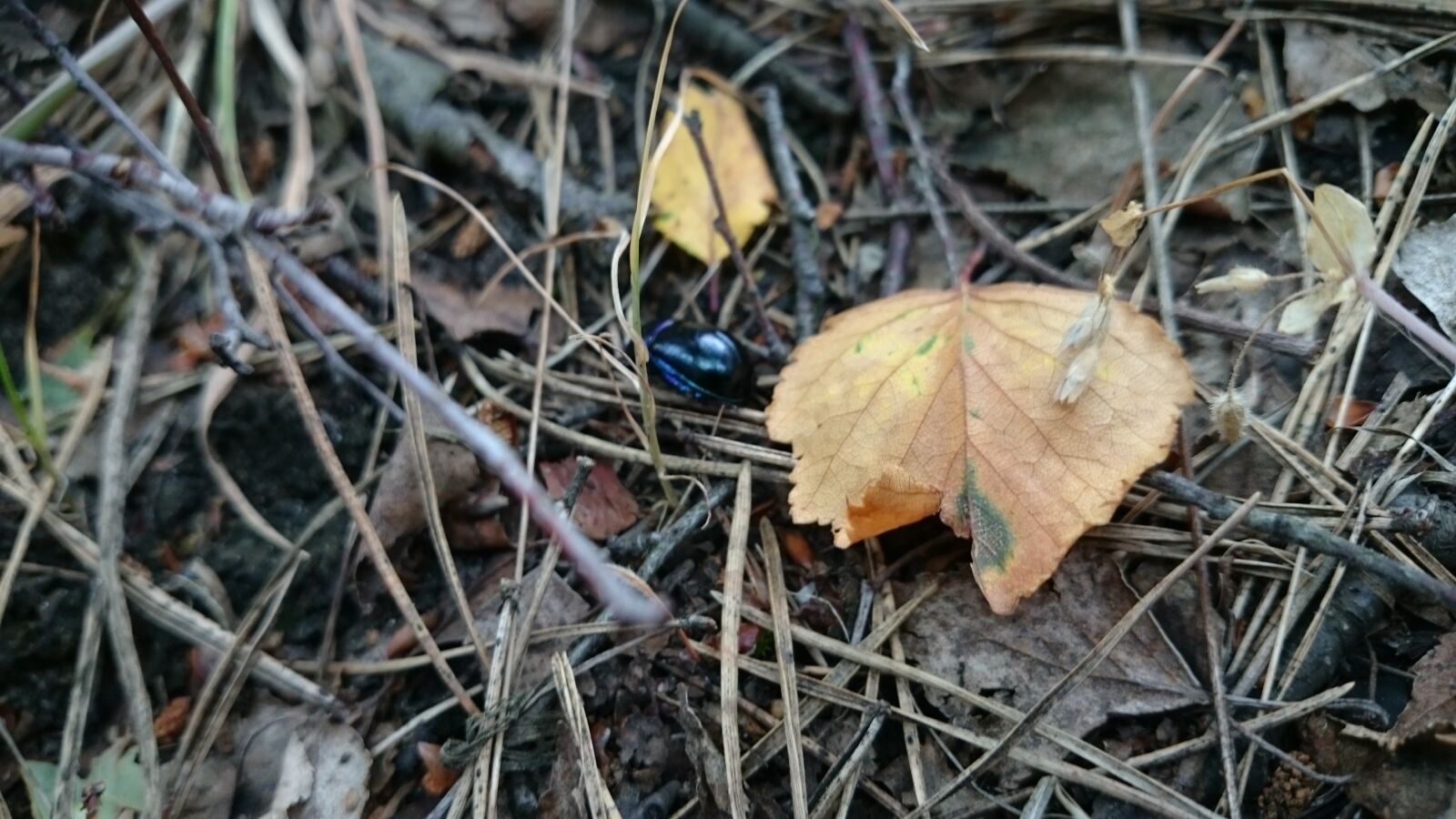 Sony Xperia Z1 sample photo. Nature, plants, animals photography