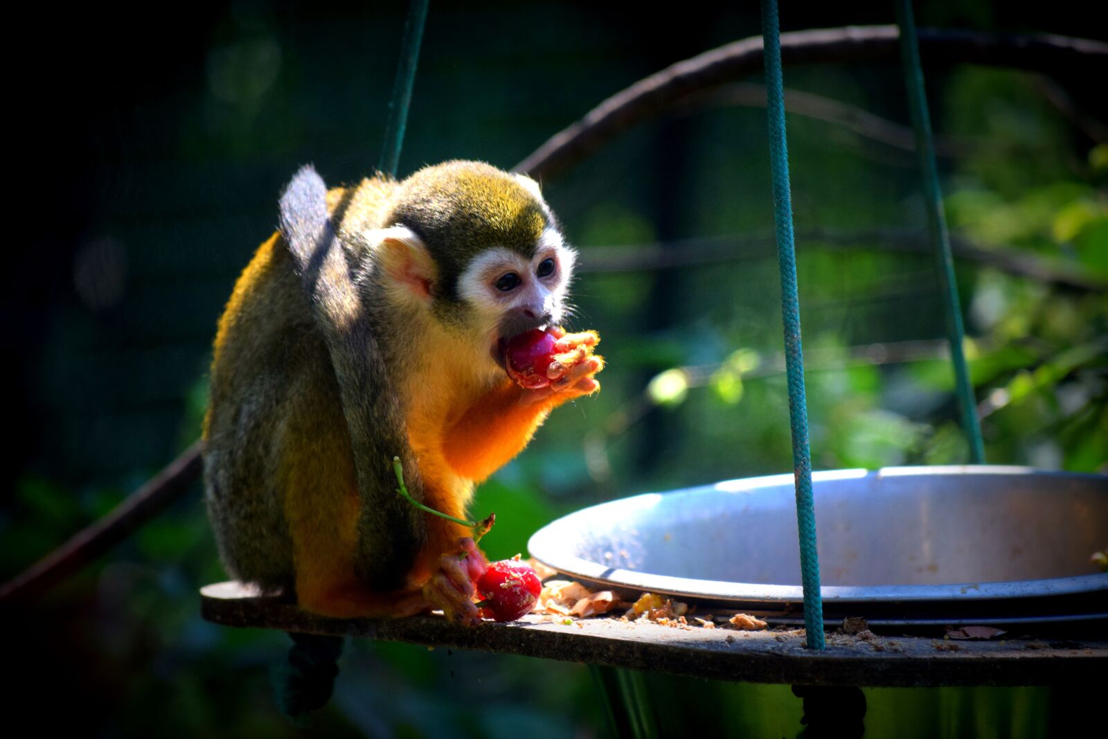 Nikon D3300 sample photo. Monkey, zoo, food photography