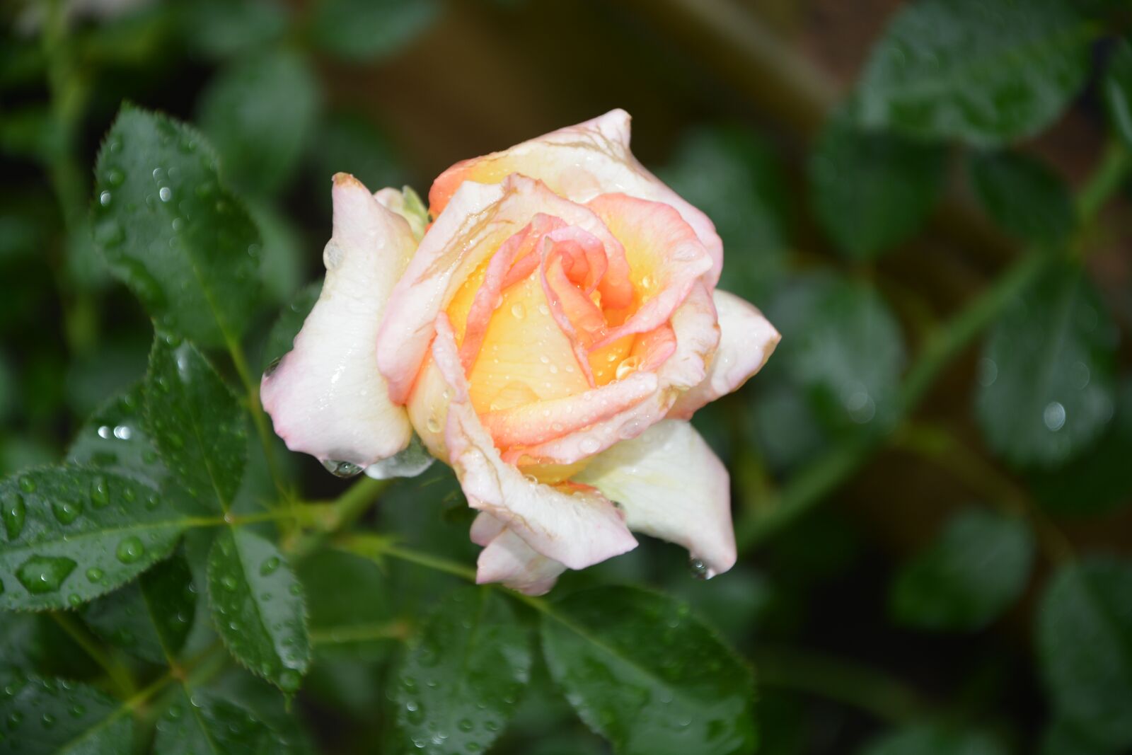 Nikon D5200 sample photo. Flower, rosebush, roses photography