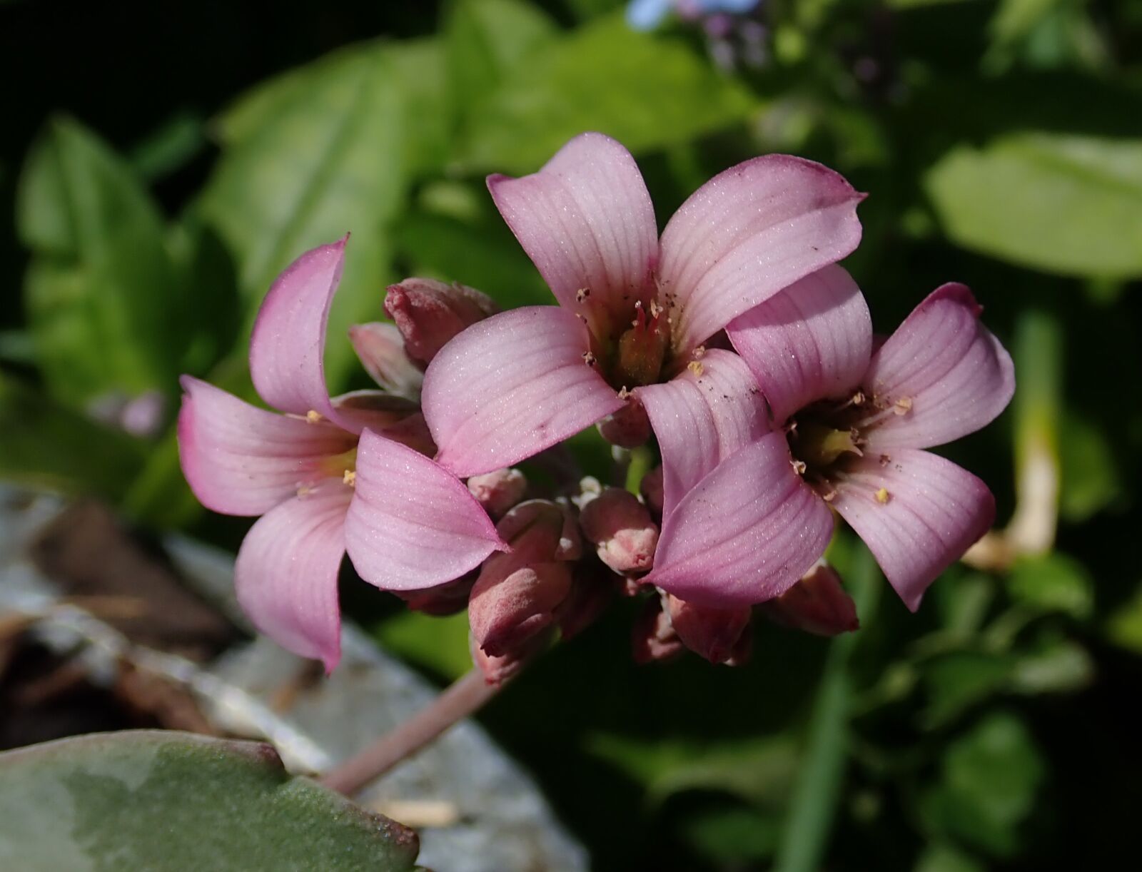 Olympus TG-5 sample photo. Flower, pink, succulent photography