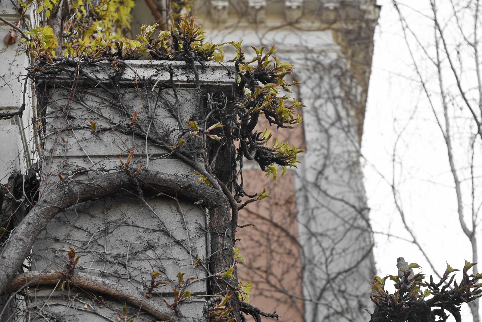 Nikon D5500 sample photo. Architectural style, ivy, wall photography