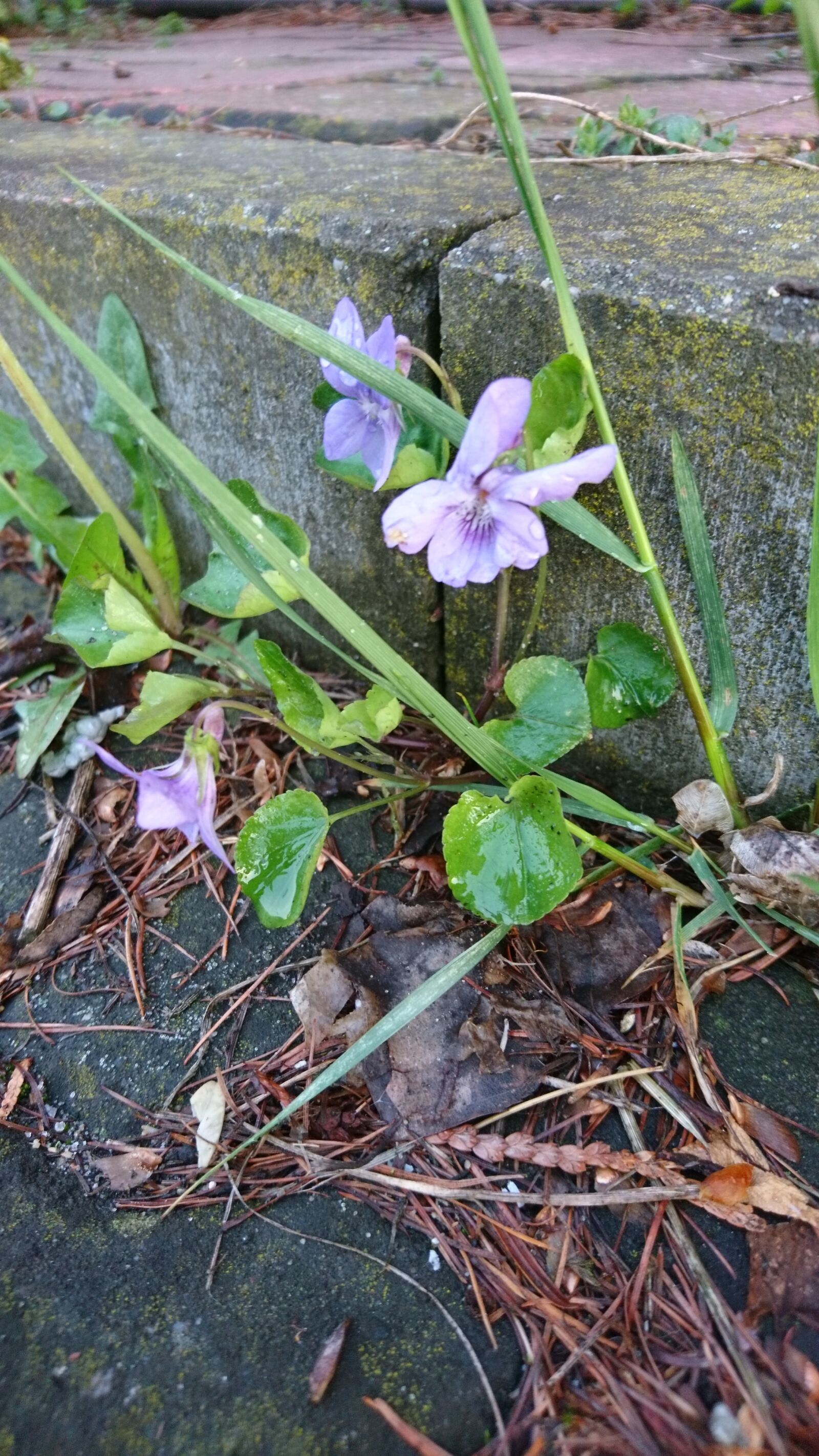 Sony Xperia X sample photo. Flower, violet, nature photography