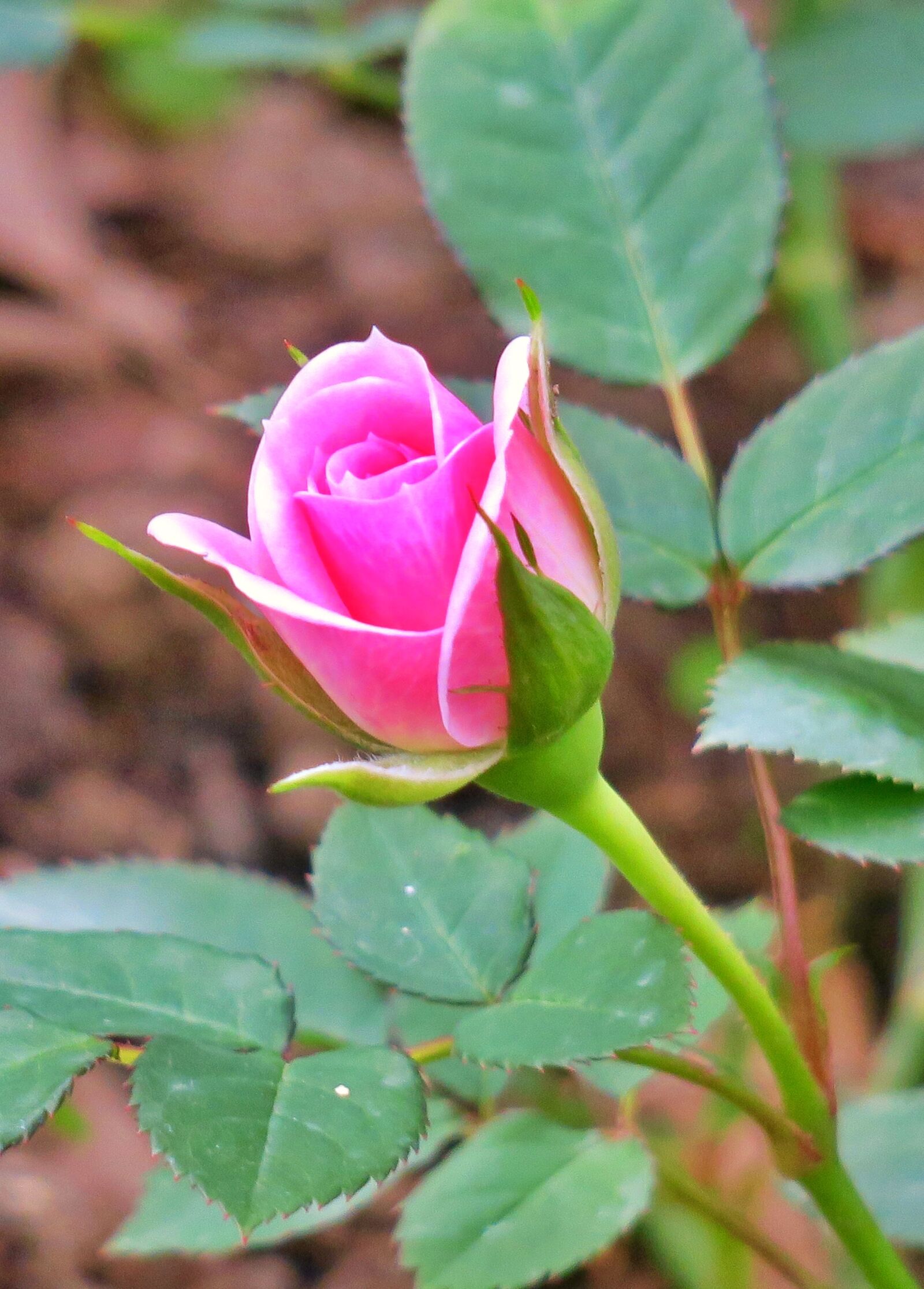 Canon PowerShot G3 X sample photo. Nature, plant, flower photography