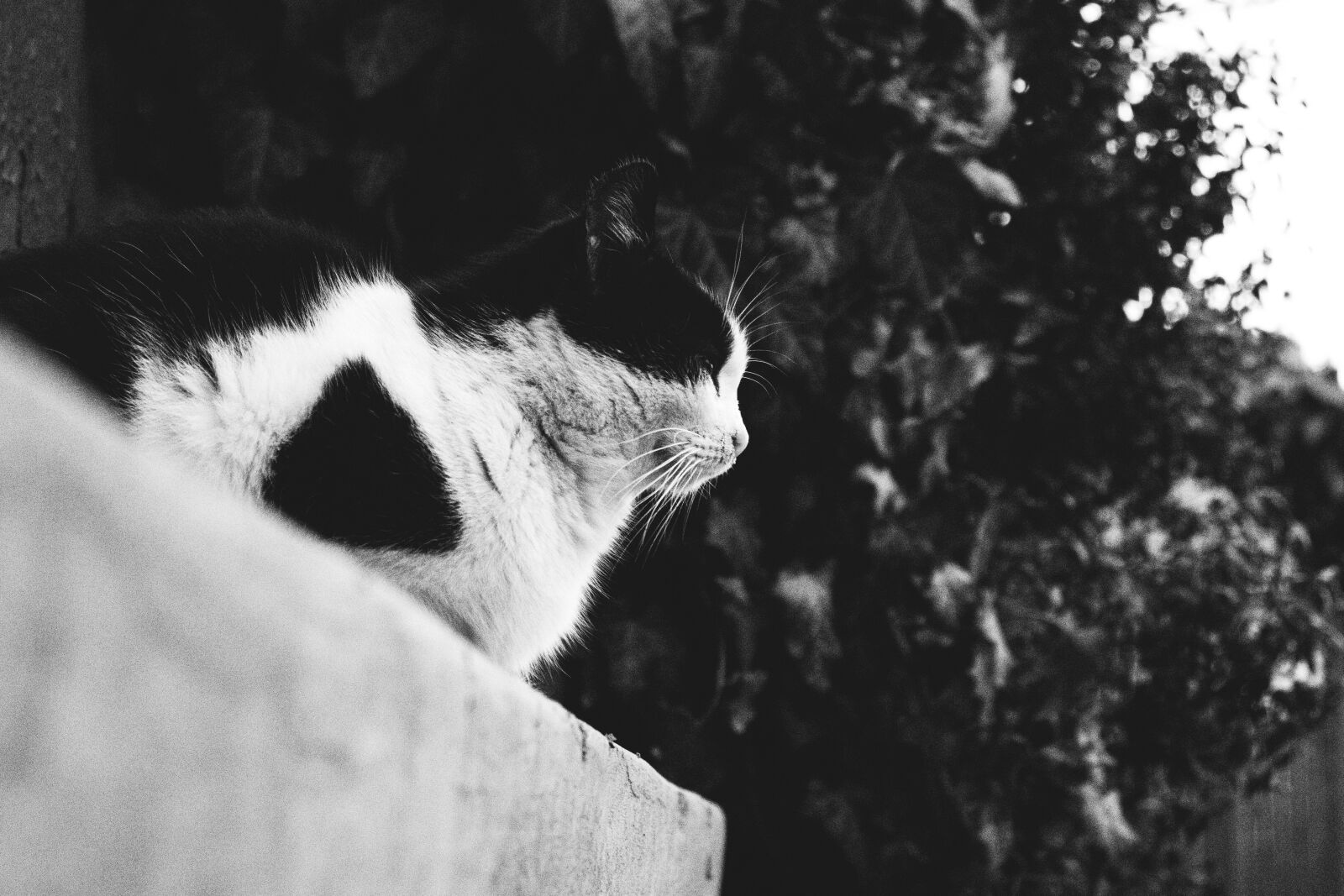 Canon EOS 77D (EOS 9000D / EOS 770D) sample photo. Black and white, cat photography