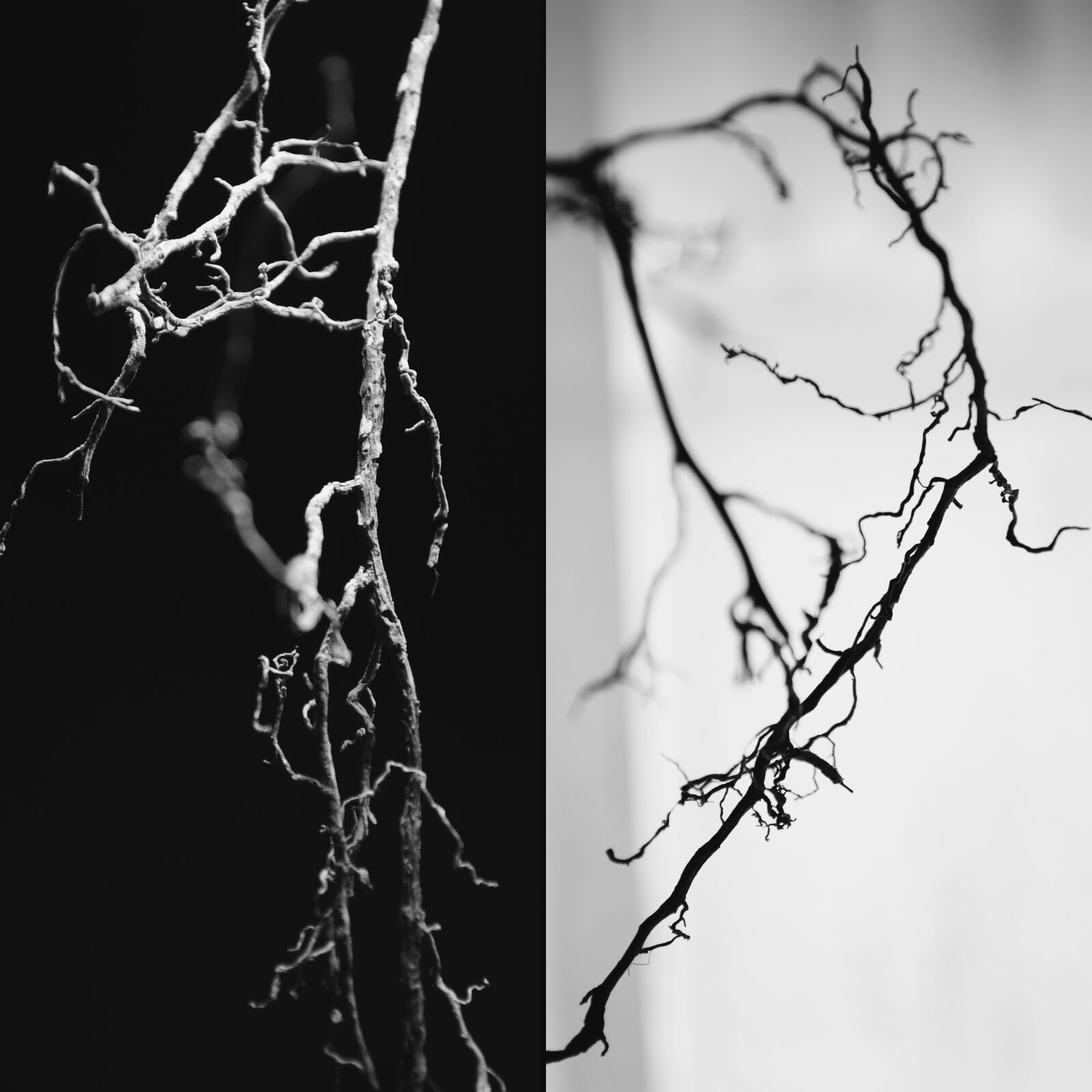 Nikon D3100 sample photo. Abstract, black, and, white photography