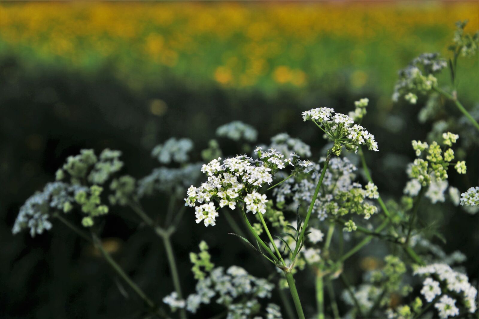 Canon EOS 80D sample photo. Spring, field, flower photography