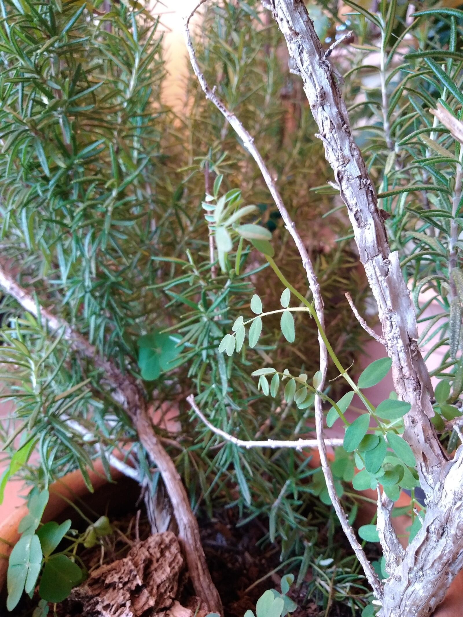 HUAWEI GR3 2017 sample photo. Rosemary, trunk, leaves photography