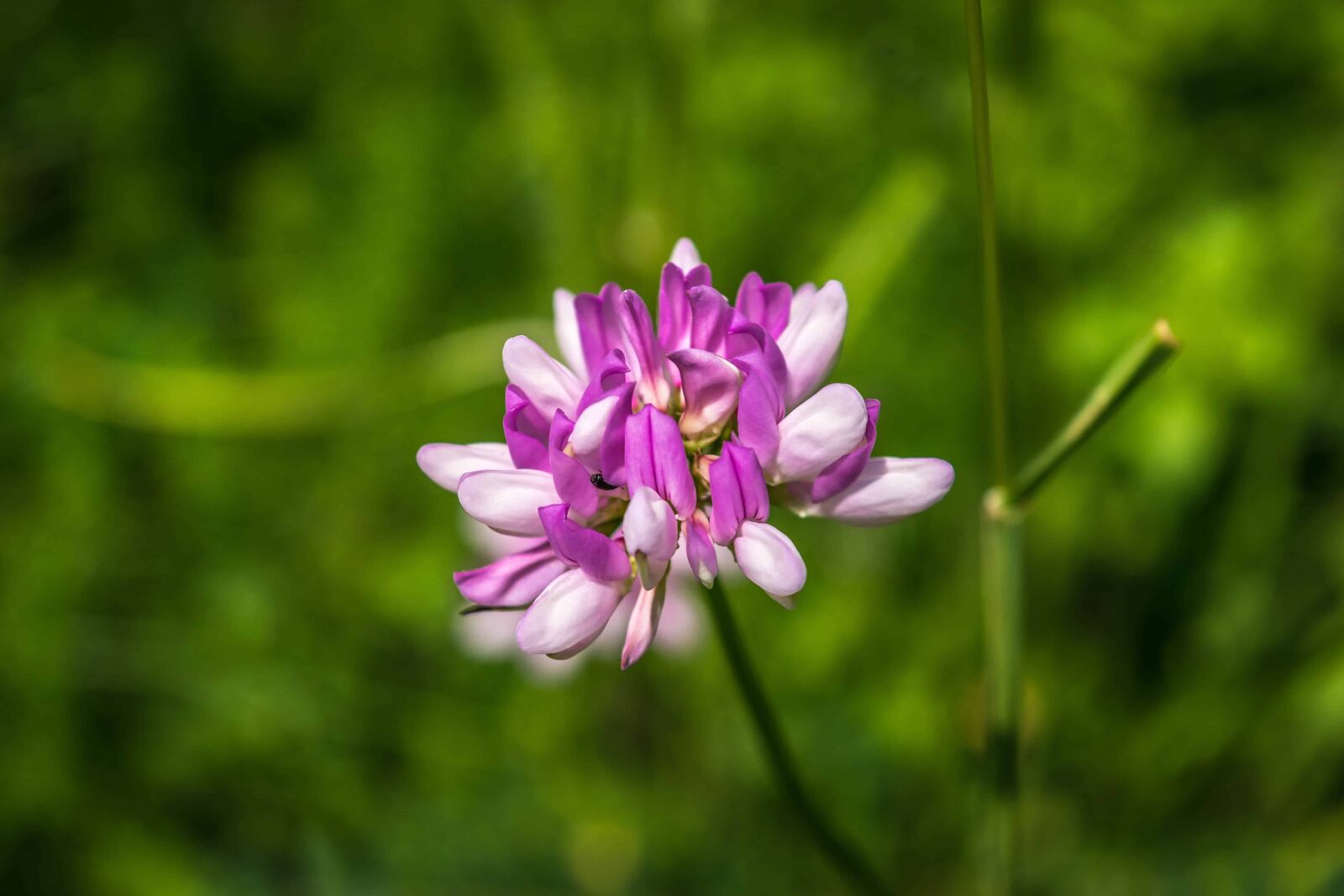 Nikon D3300 sample photo. Flower, garden, summer, flora photography